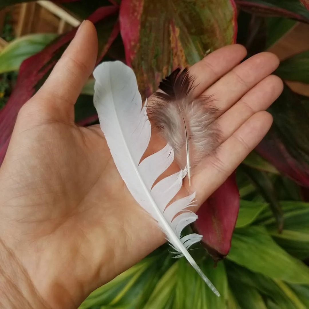 feathers.jpg