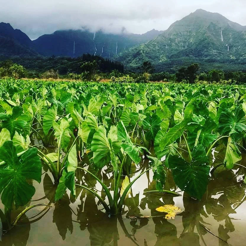 hanalei.jpg
