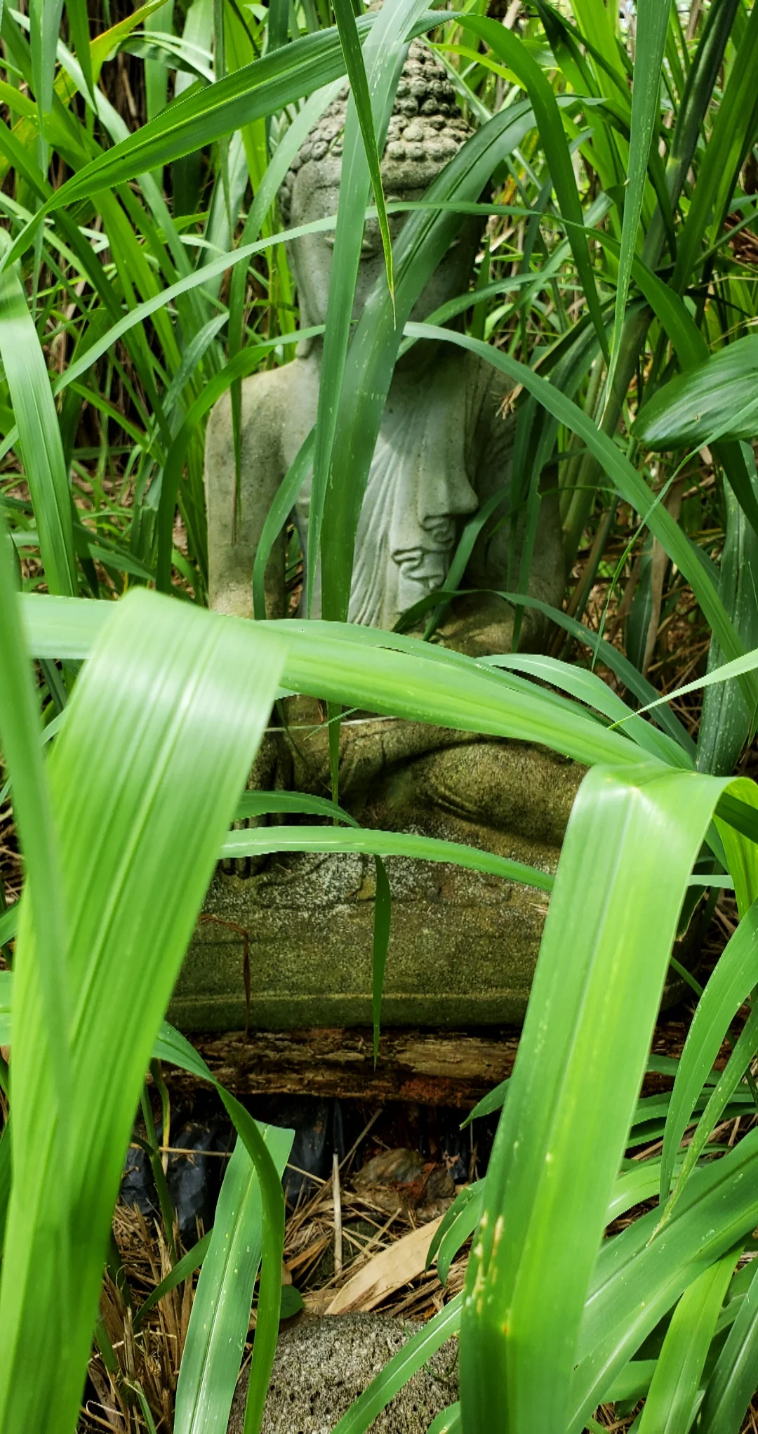 buddha.jpg