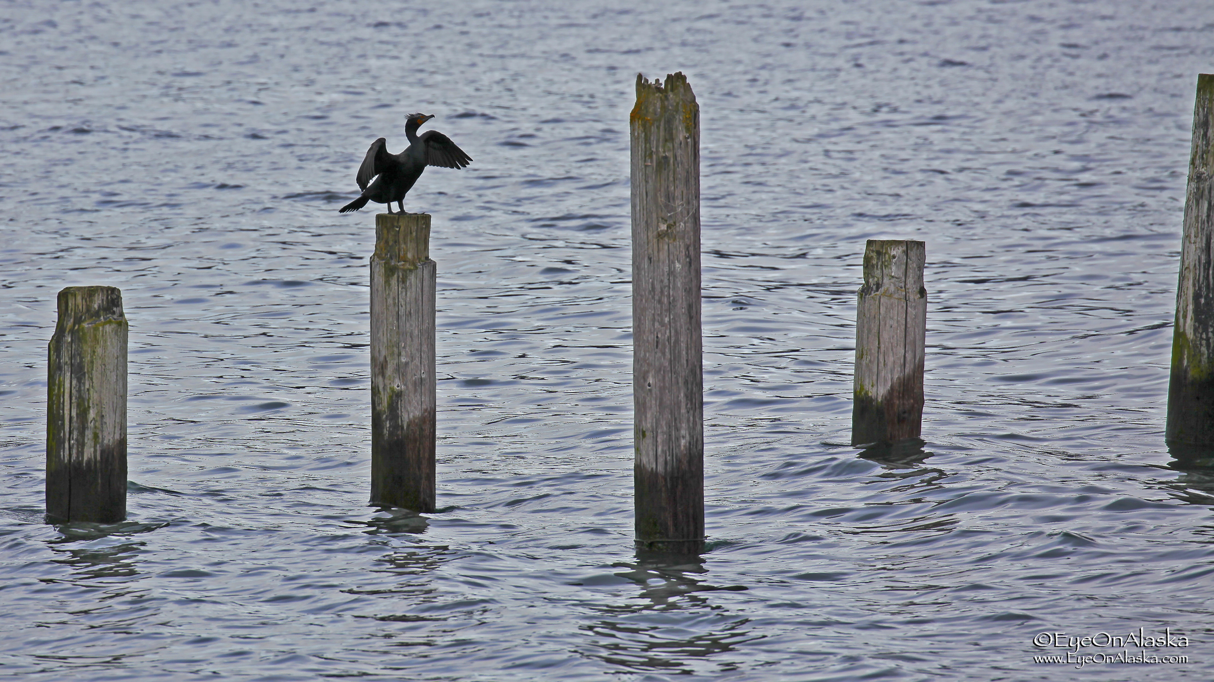 Cormorant drying his wings on the old dock pilings. These are leftover from the 1964 earthquake and tsunami that really hammered Seward.