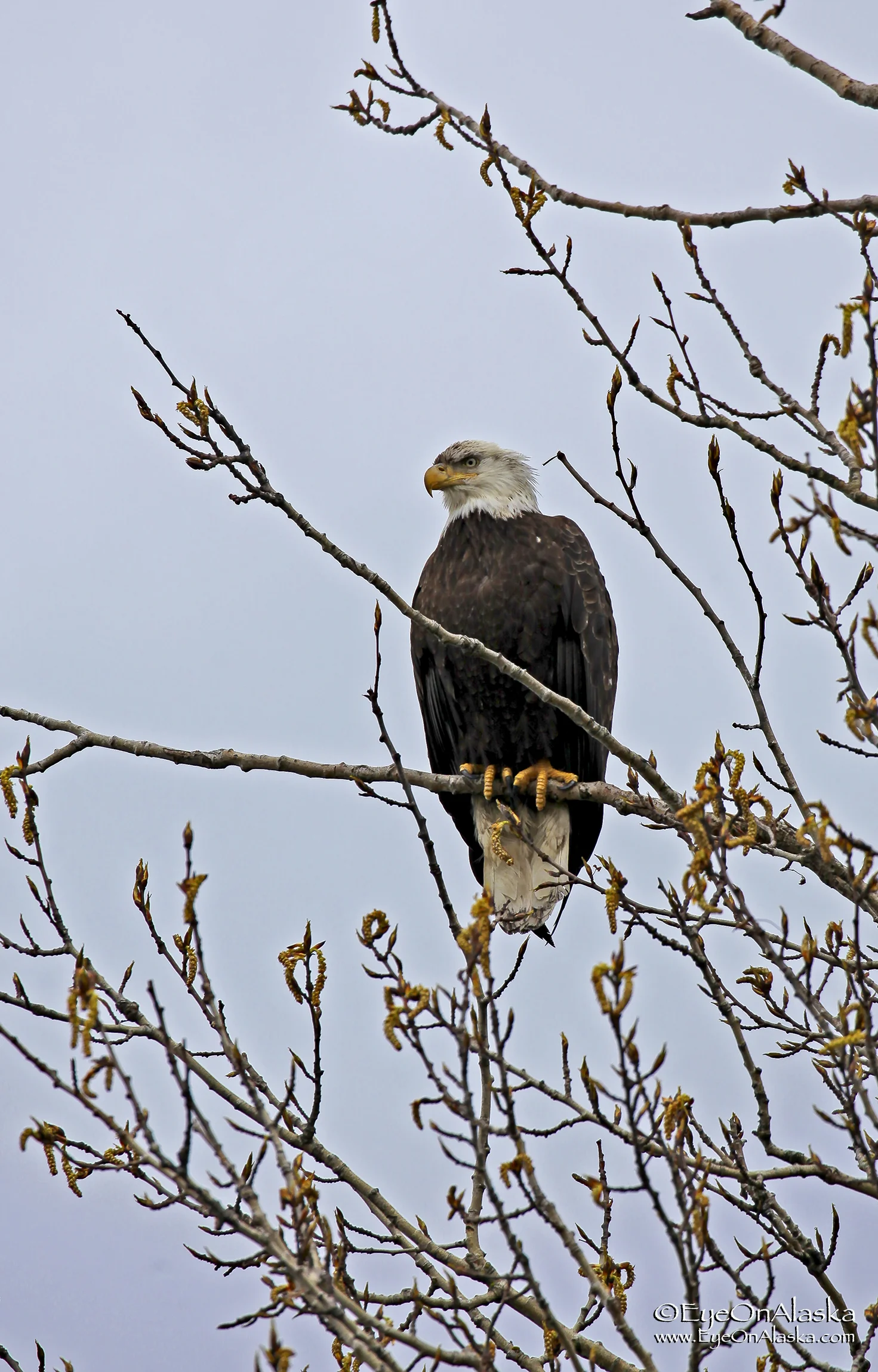 Eagle's everywhere along the shoreline.