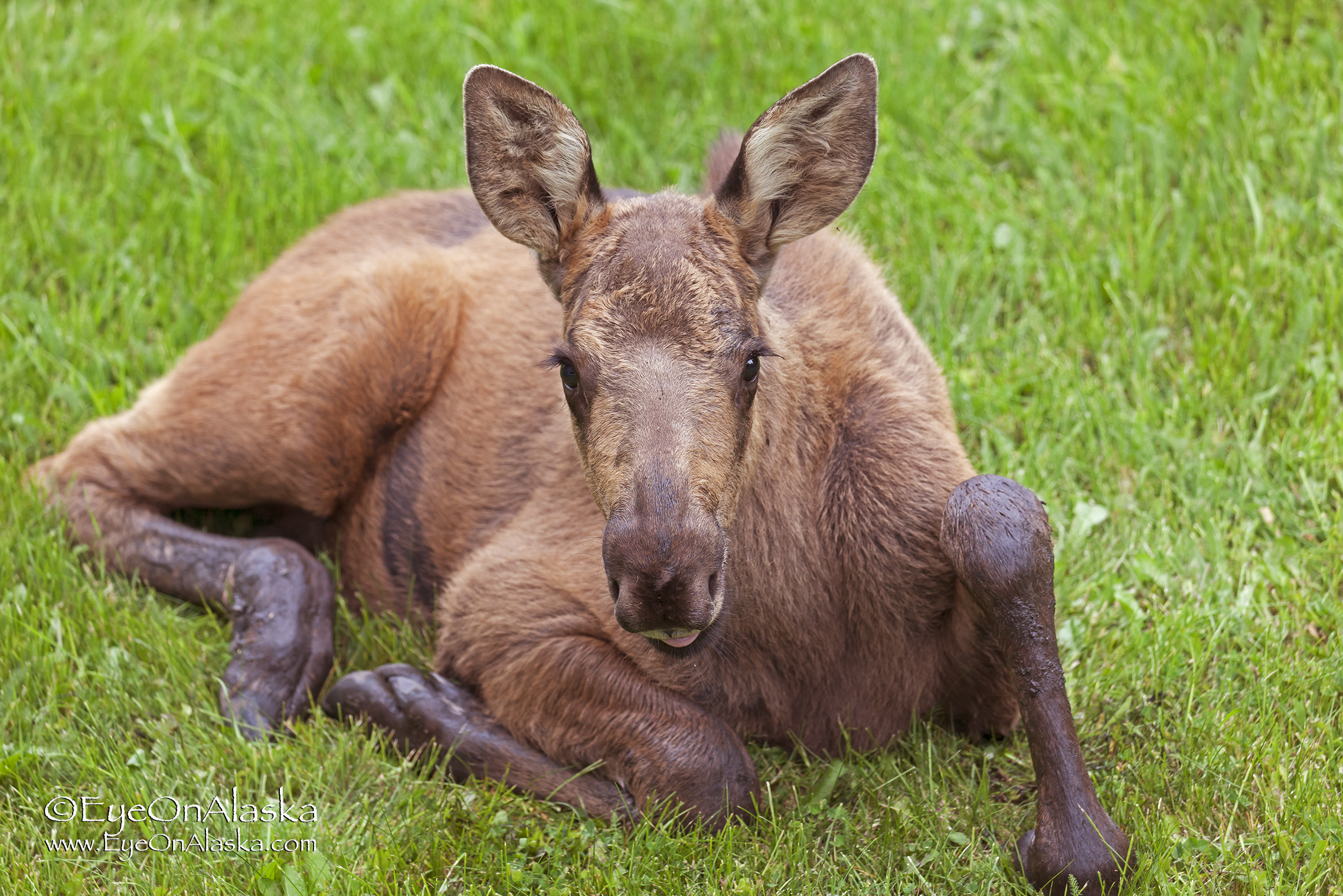 Okay if I take a nap in your yard?