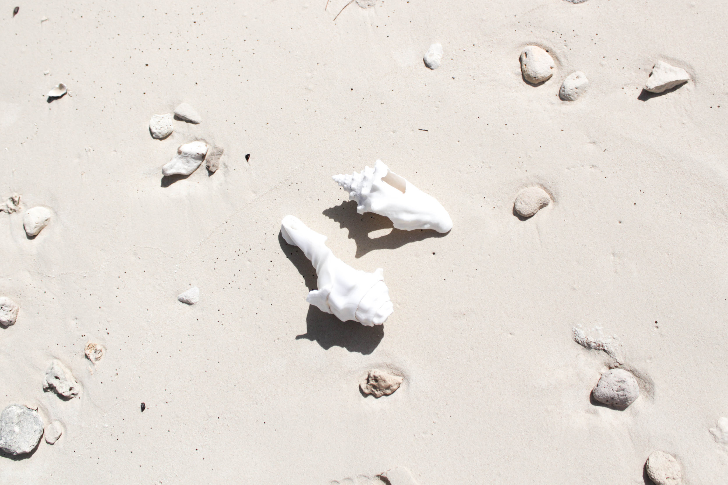 Shells at Smith's Bay