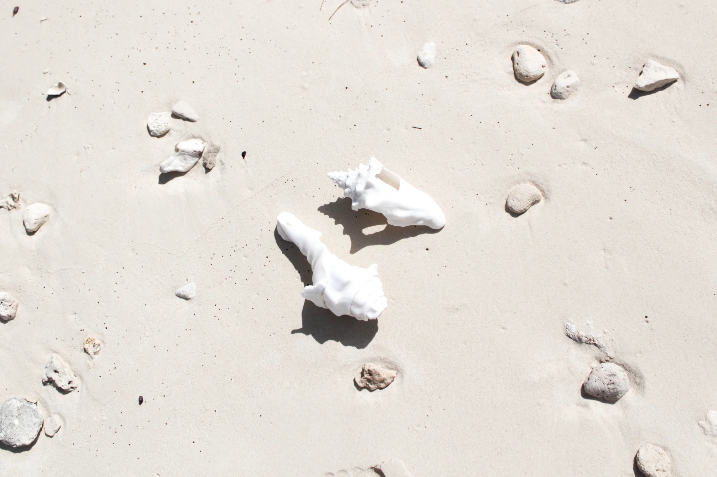 Shells at Smith's Bay