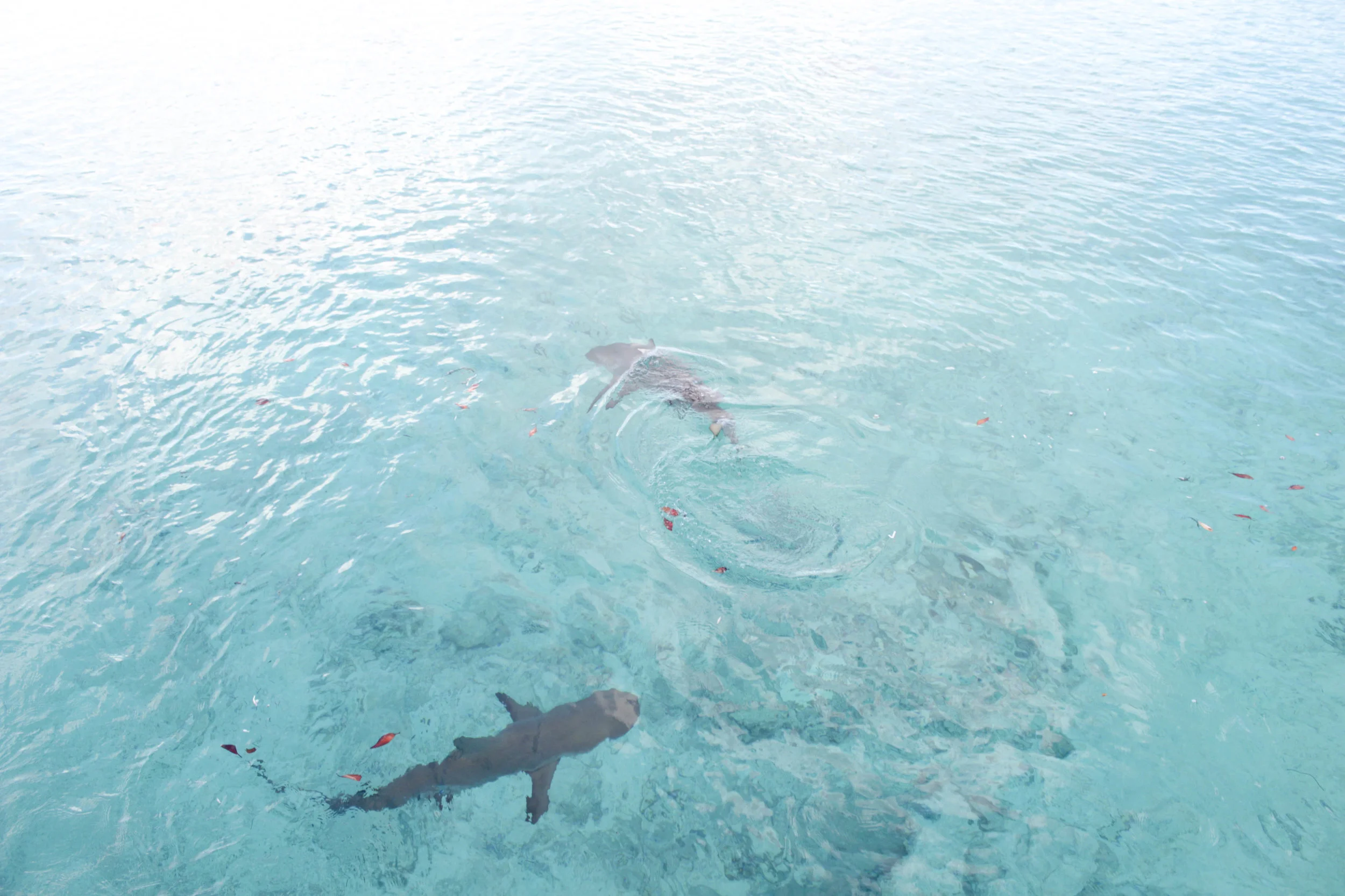 Ocean life at Hawk's Nest's marina.
