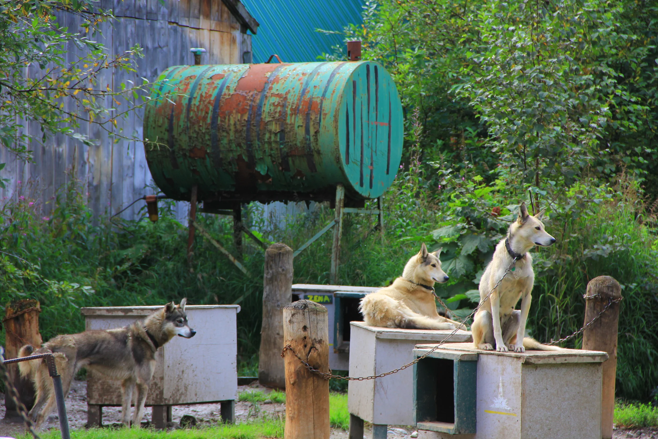Focus in the dog yard