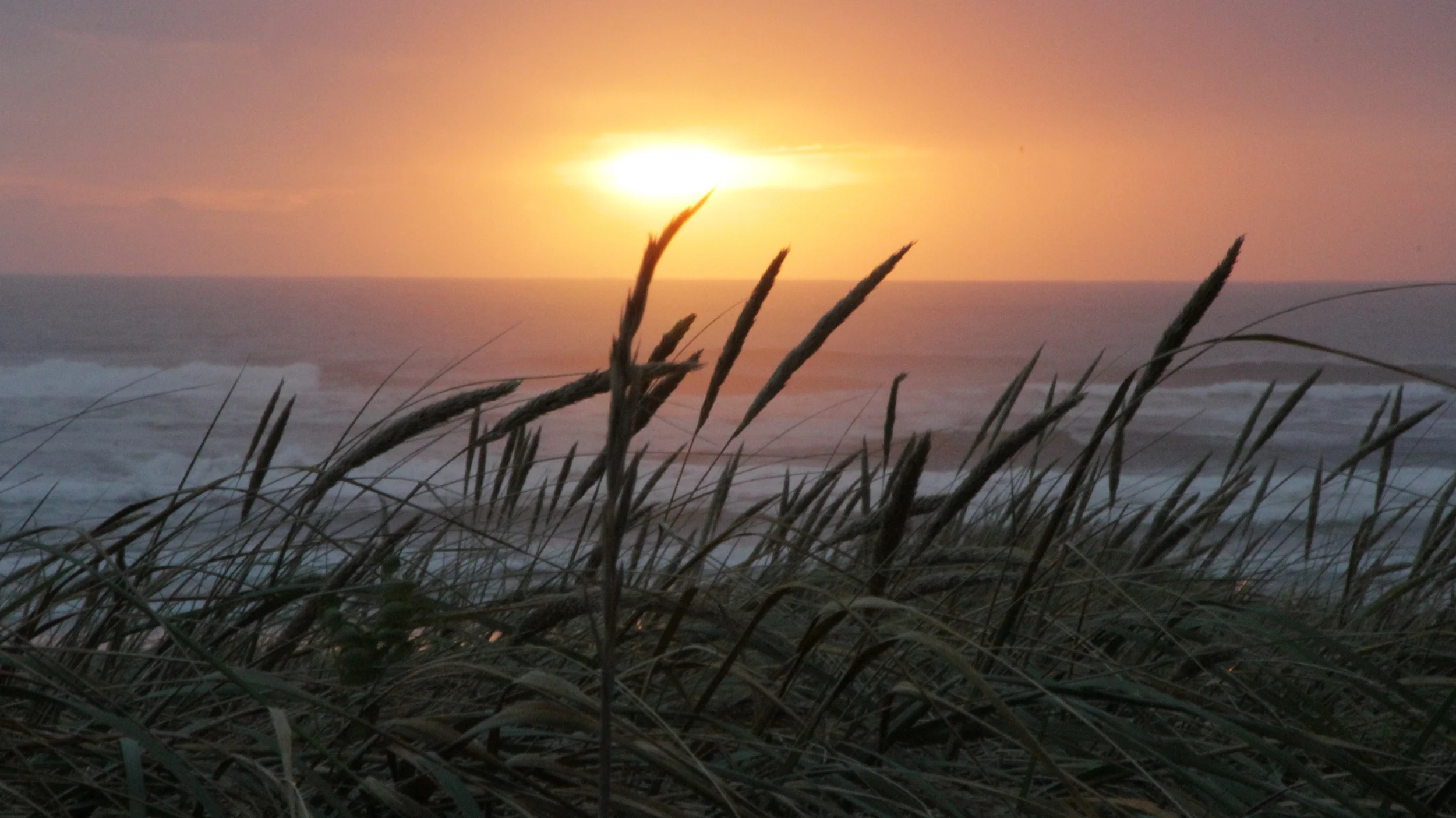 Beach Grass in Manzanita