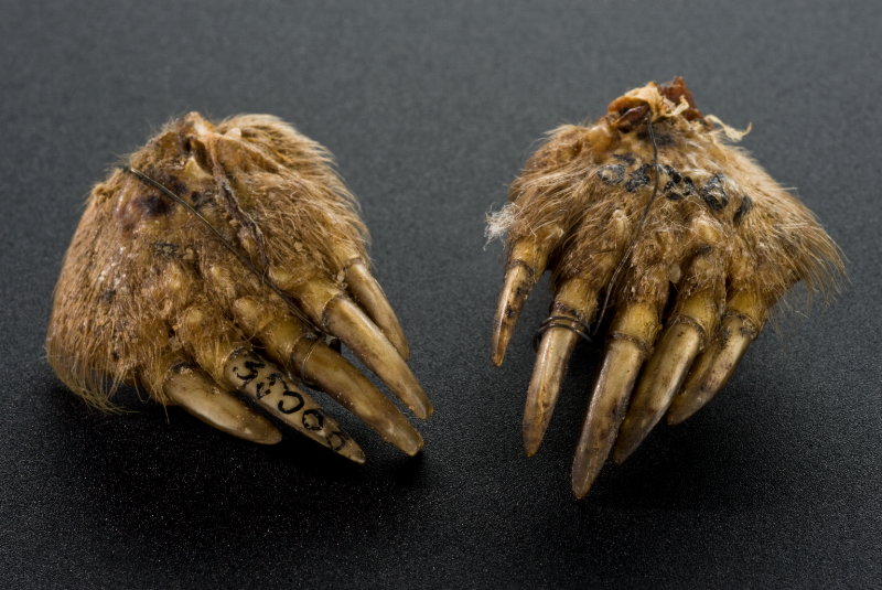 Mole's foot amulet, from Norwich UK (1890-1910): according to the Science Museum London, where this amulet now resides, 'the mole foot was purchased in 1930 from Edward Lovett’s (1852-1933) collection of British amulets and charms.'