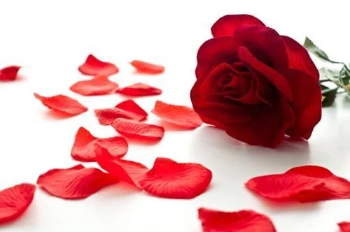 roses.jpg