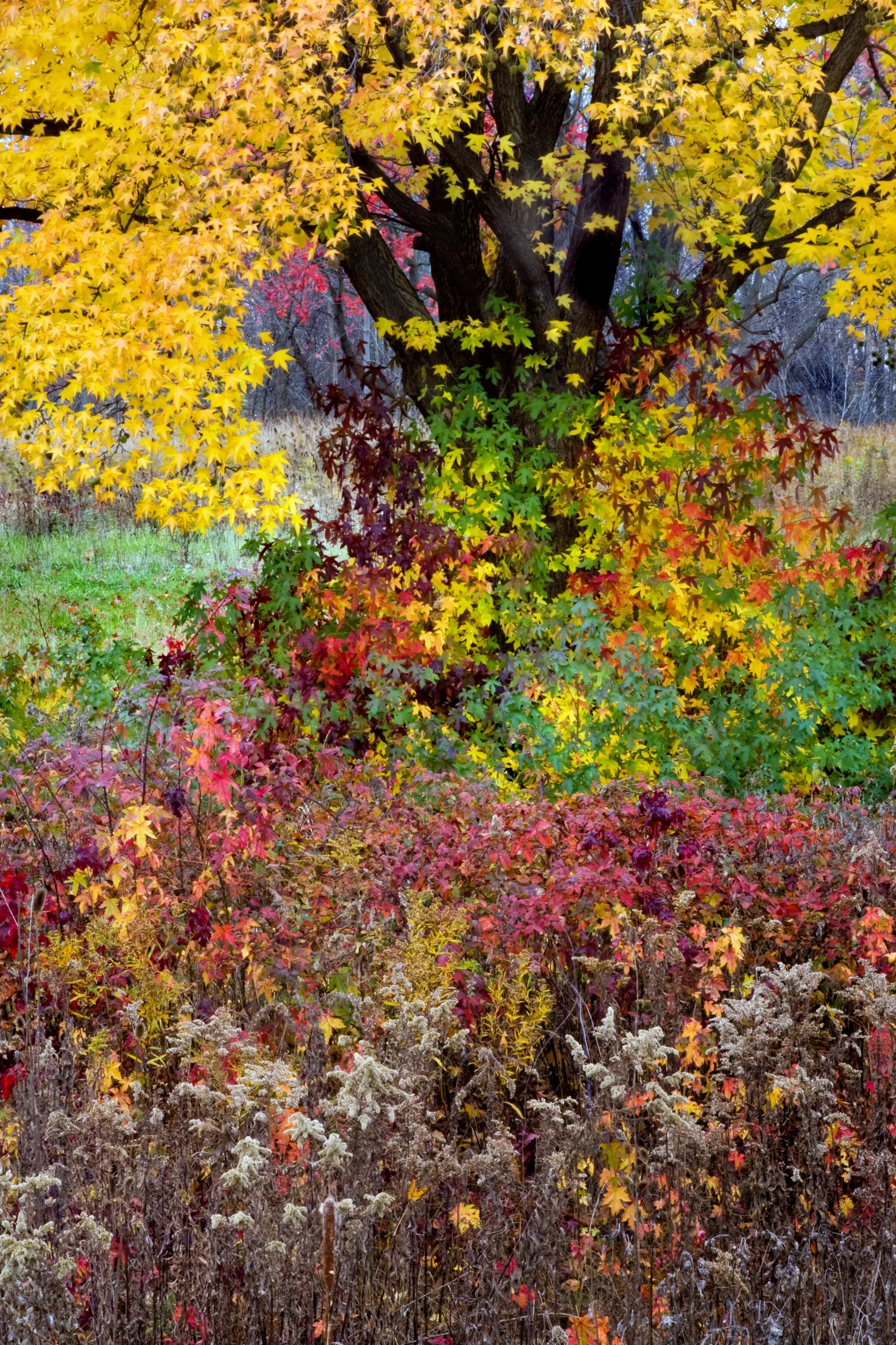 081109_098 crop.jpg