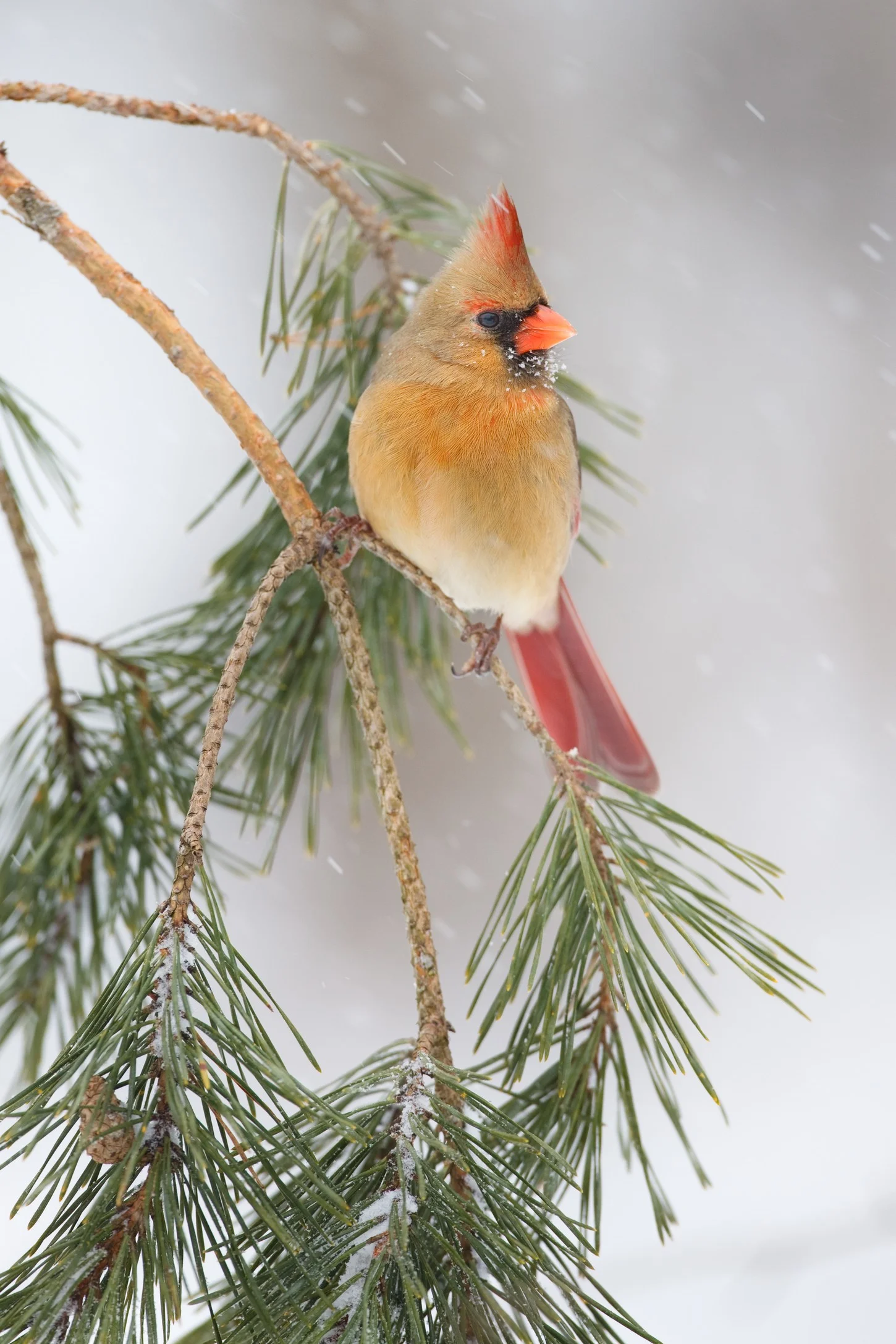 CVPS Winter Roetzel 100210_027 print 8x10.jpg