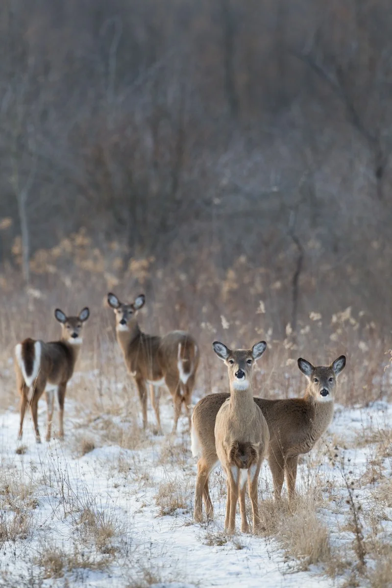 CVPS Winter Roetzel 100130_119.jpg