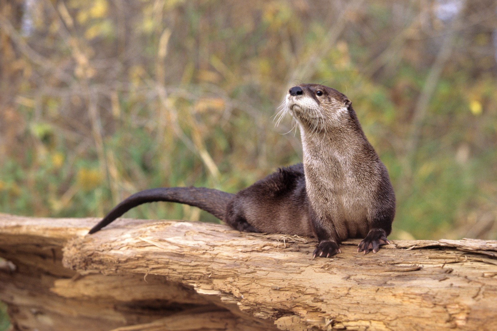 M27 13-13 river otter.jpg