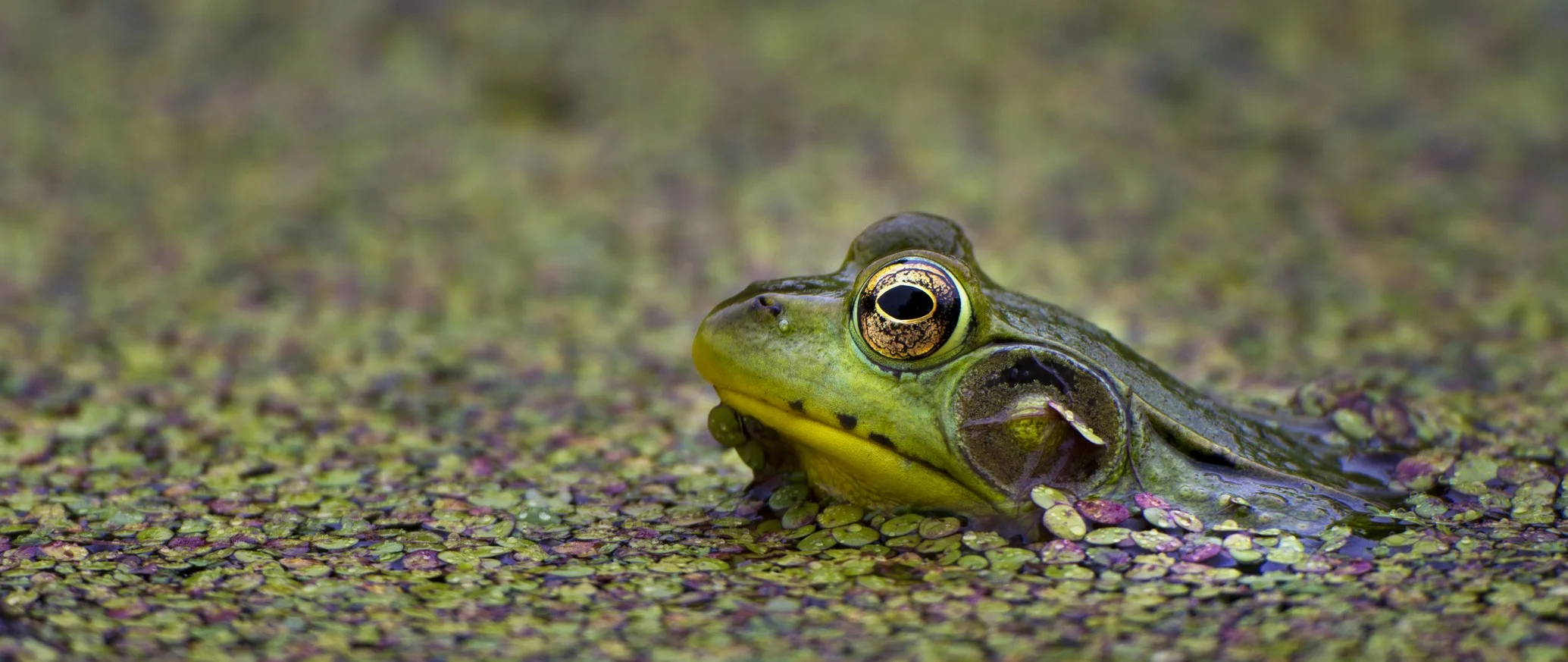 100613_252pano.jpg