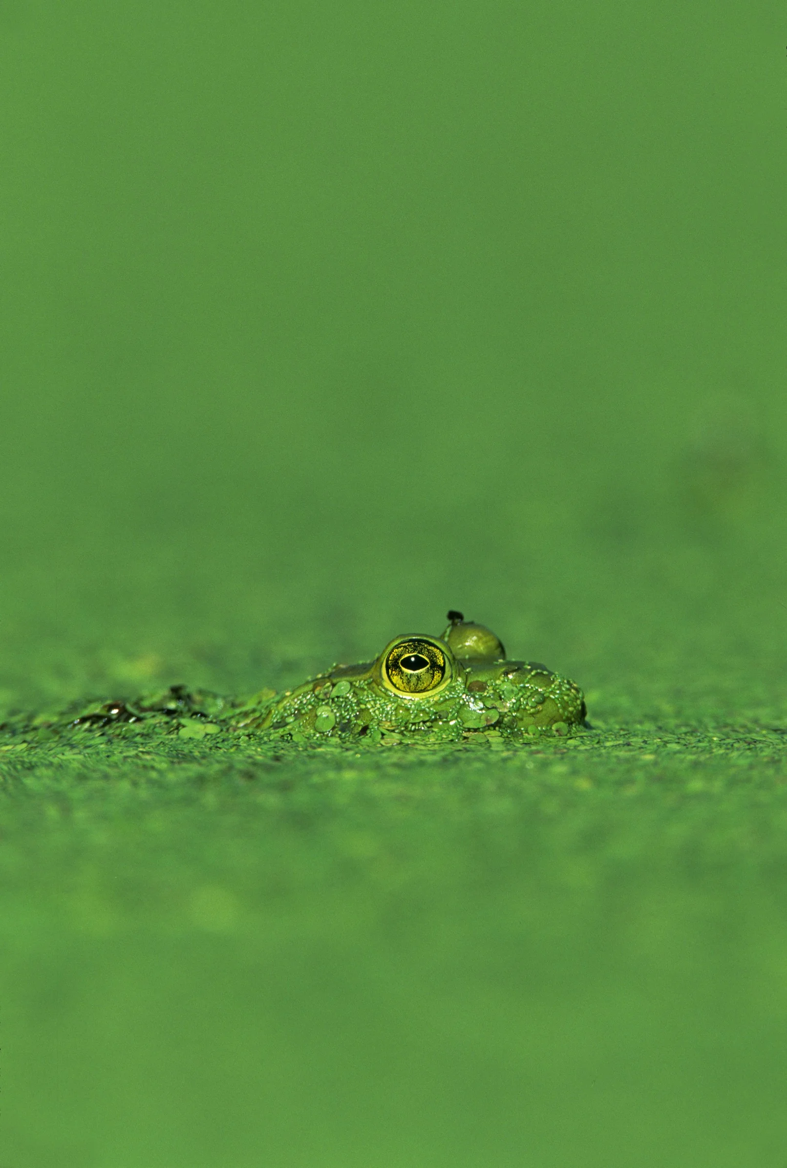 QR 42-1 bullfrog.jpg