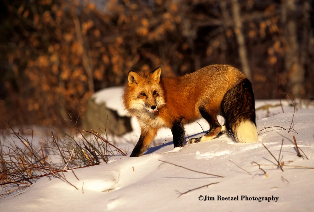 M15 29-11 red fox winter work 2016.jpg