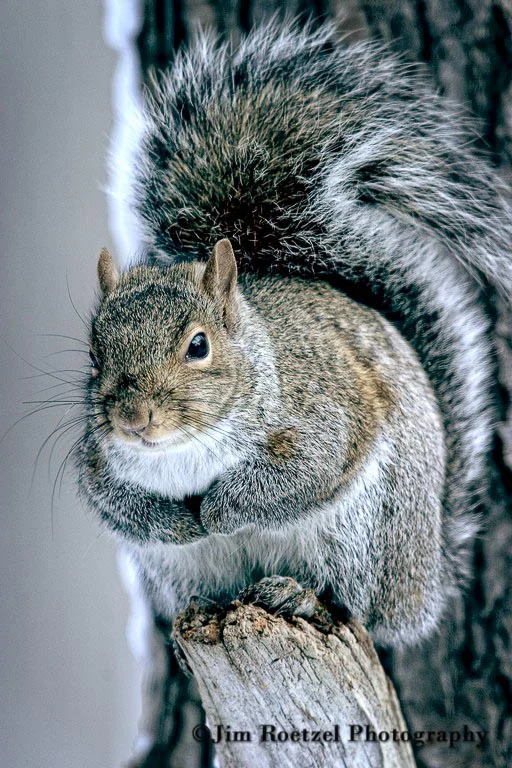 grey squirrel 031206_014.jpg