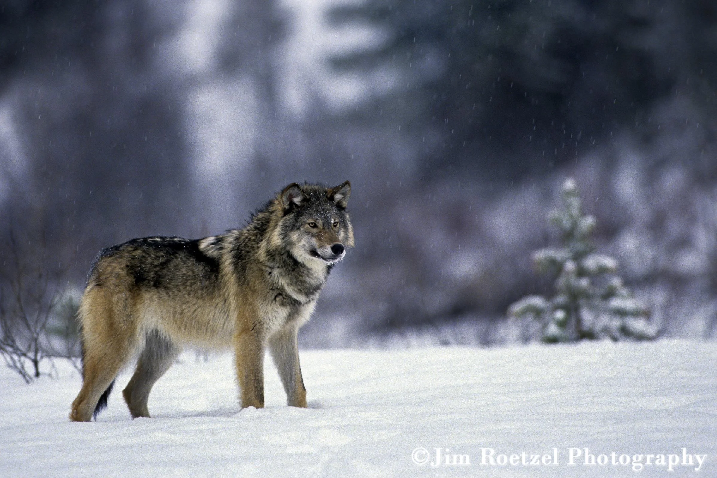 Wolf M39-29-10.jpg