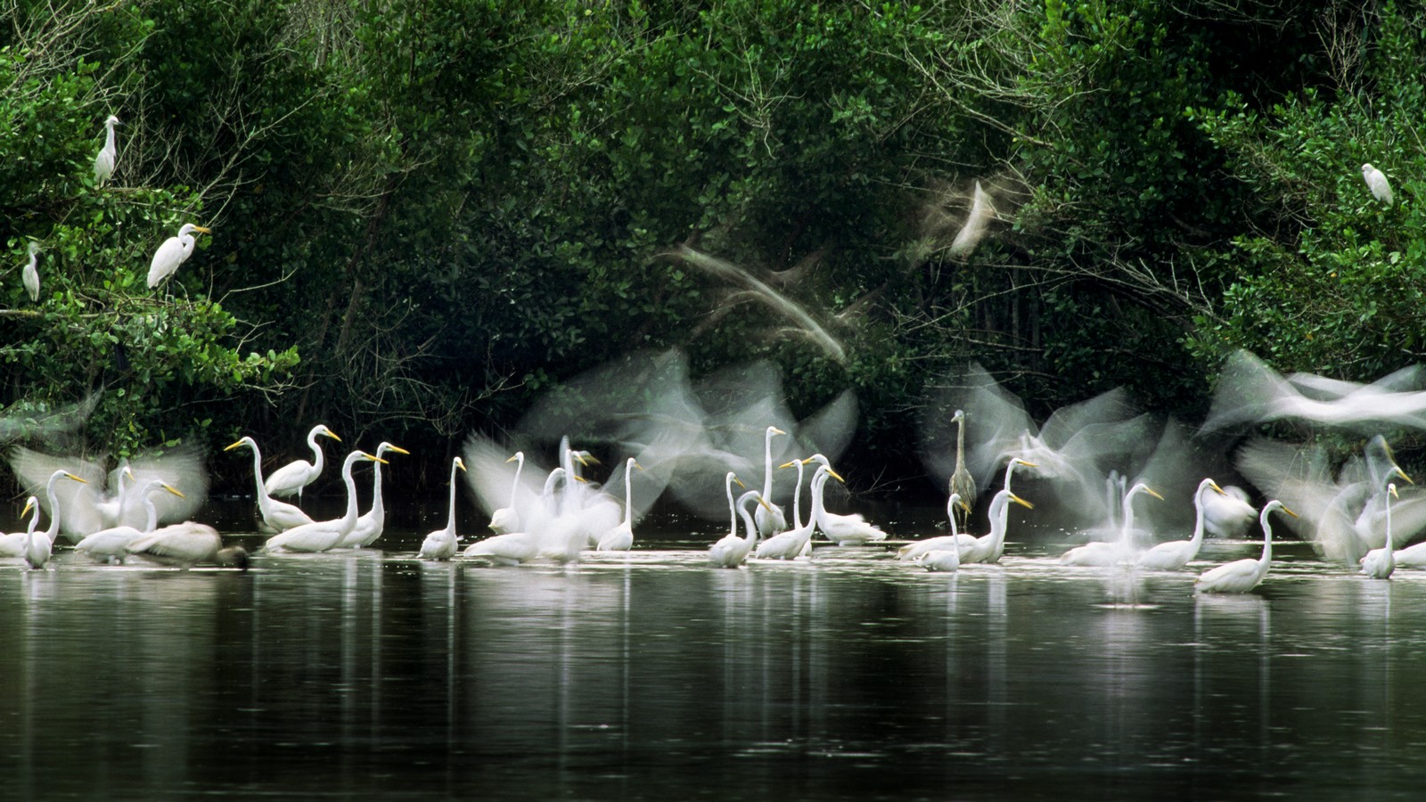 B103 B12-10 egretsz pano.jpg