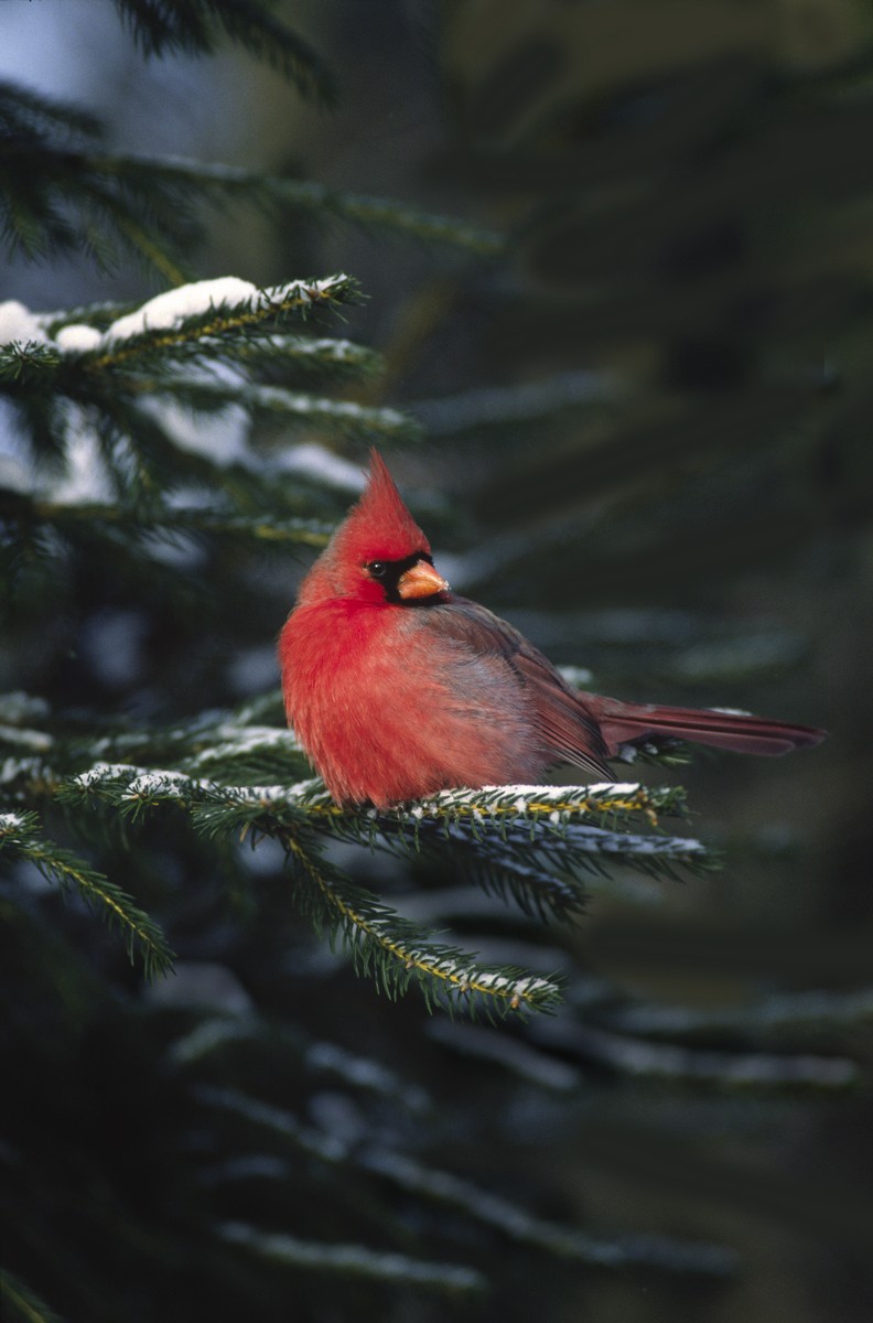 Male Cardinal Spruce Master.jpg