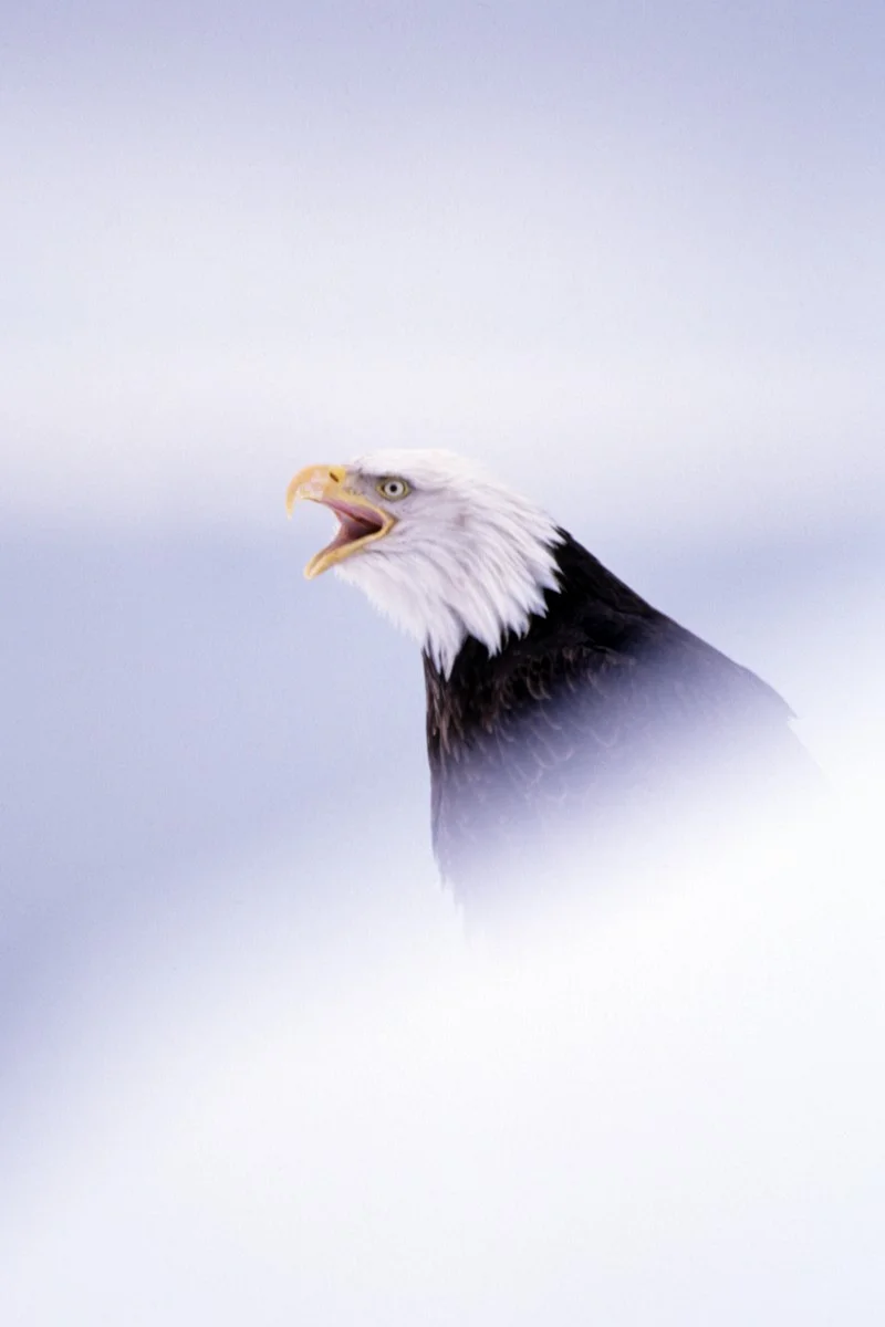 B44 B118-15 bald eagle & snow c.jpg