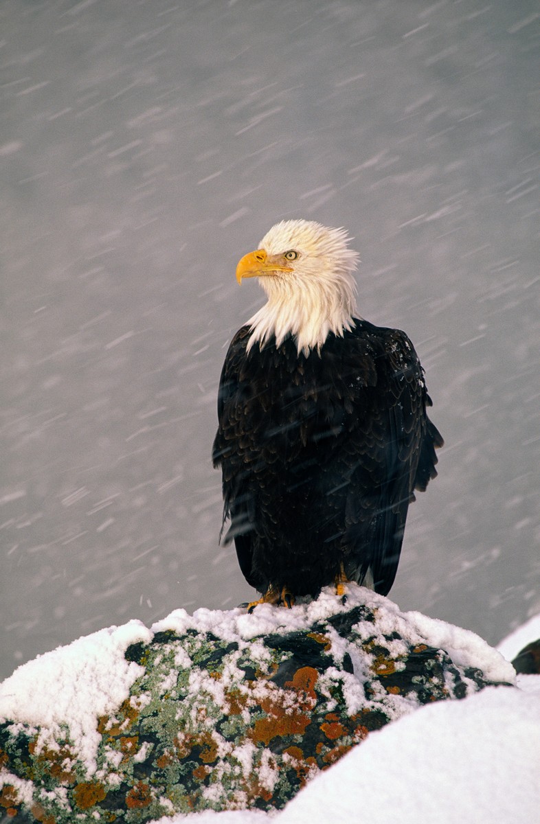 eagle portrait rocks master.jpg