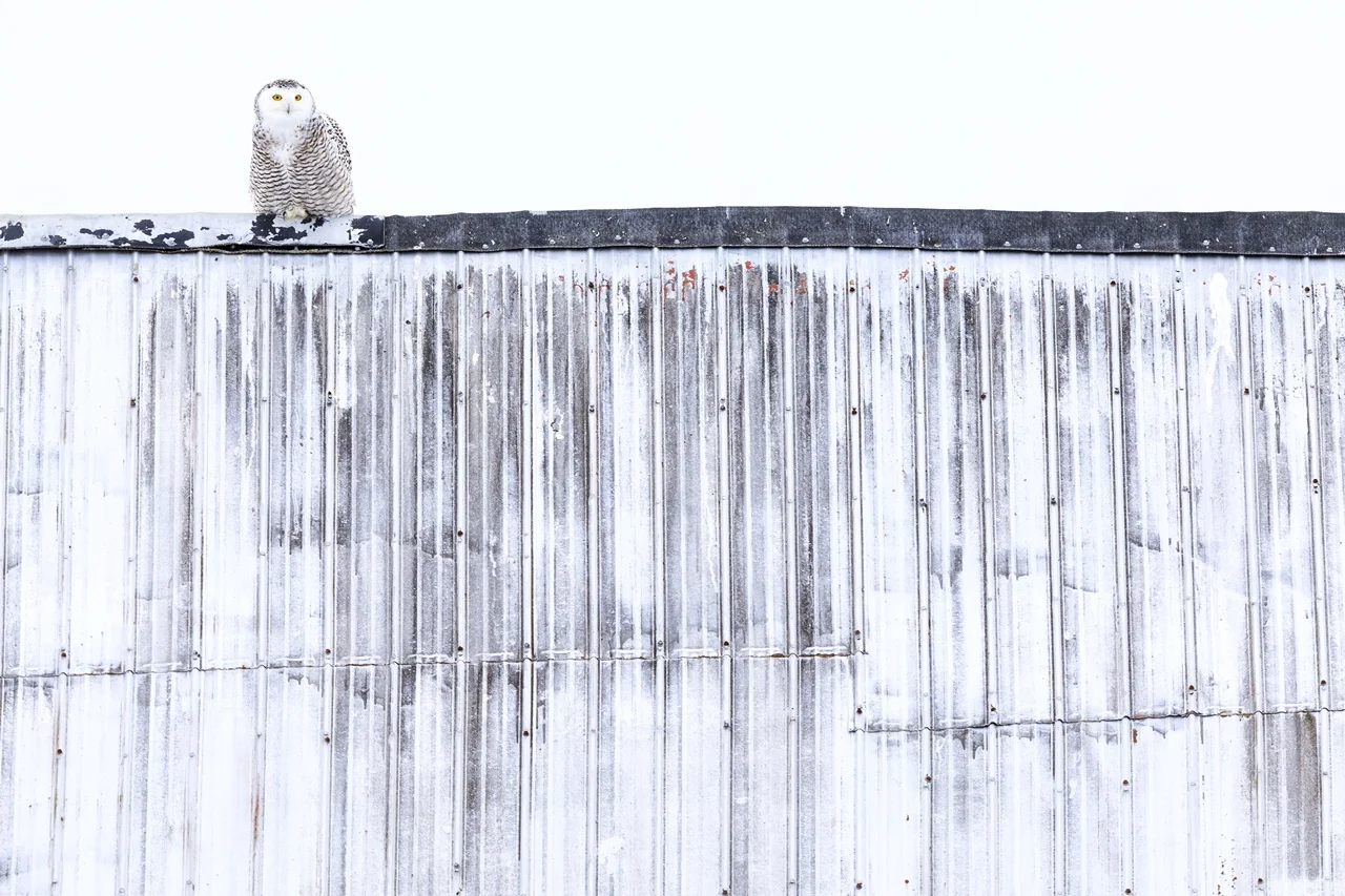 180121_046 crop.jpg