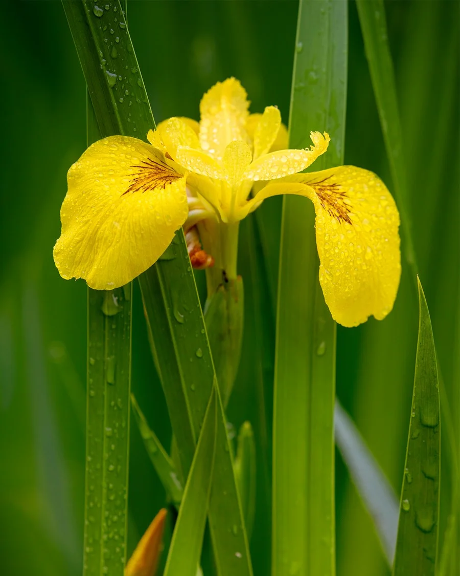 180520_005 crop.jpg