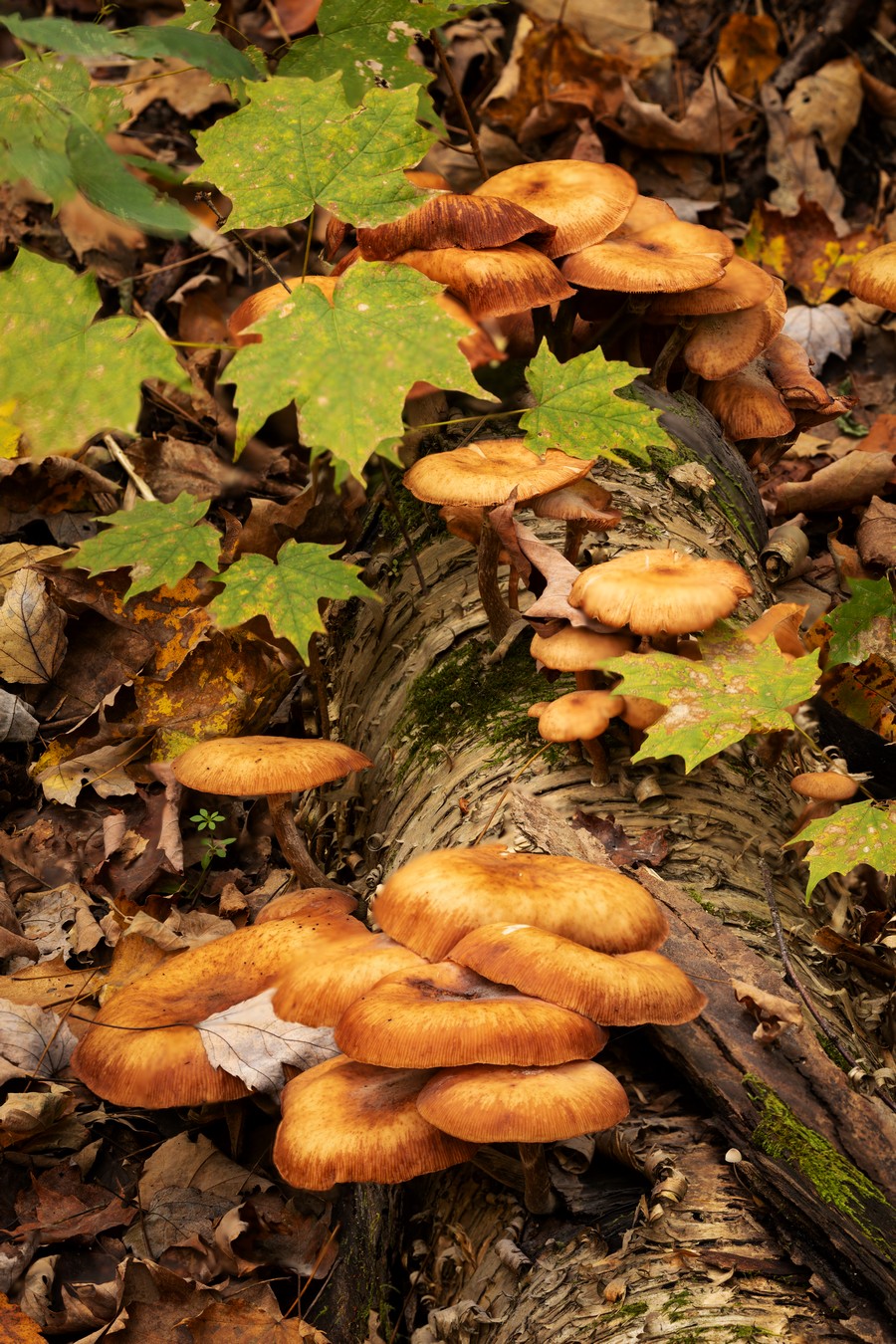181017_017-021 stack.jpg