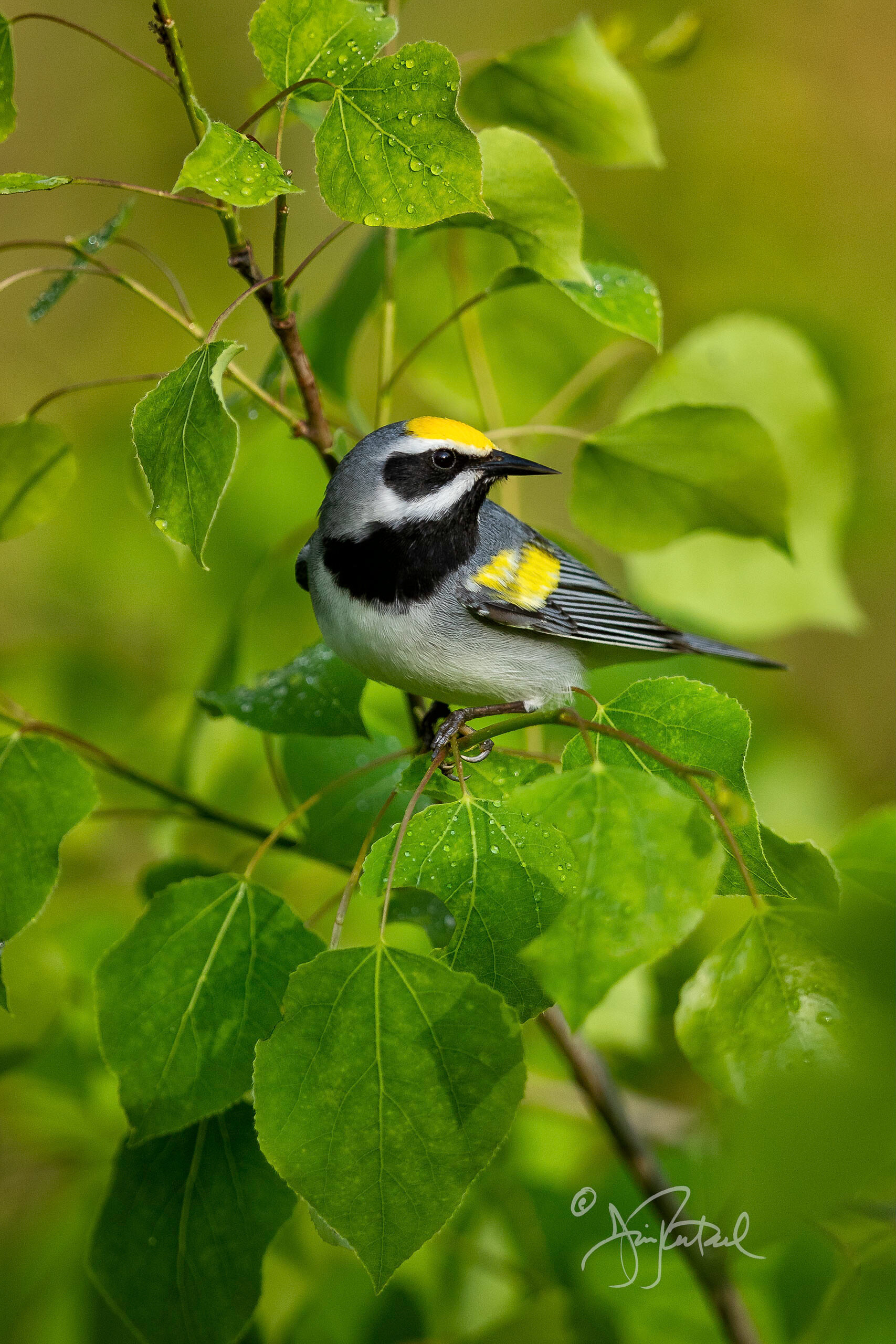 Golden-winged Warbler Vermivora chrysoptera 190523_040