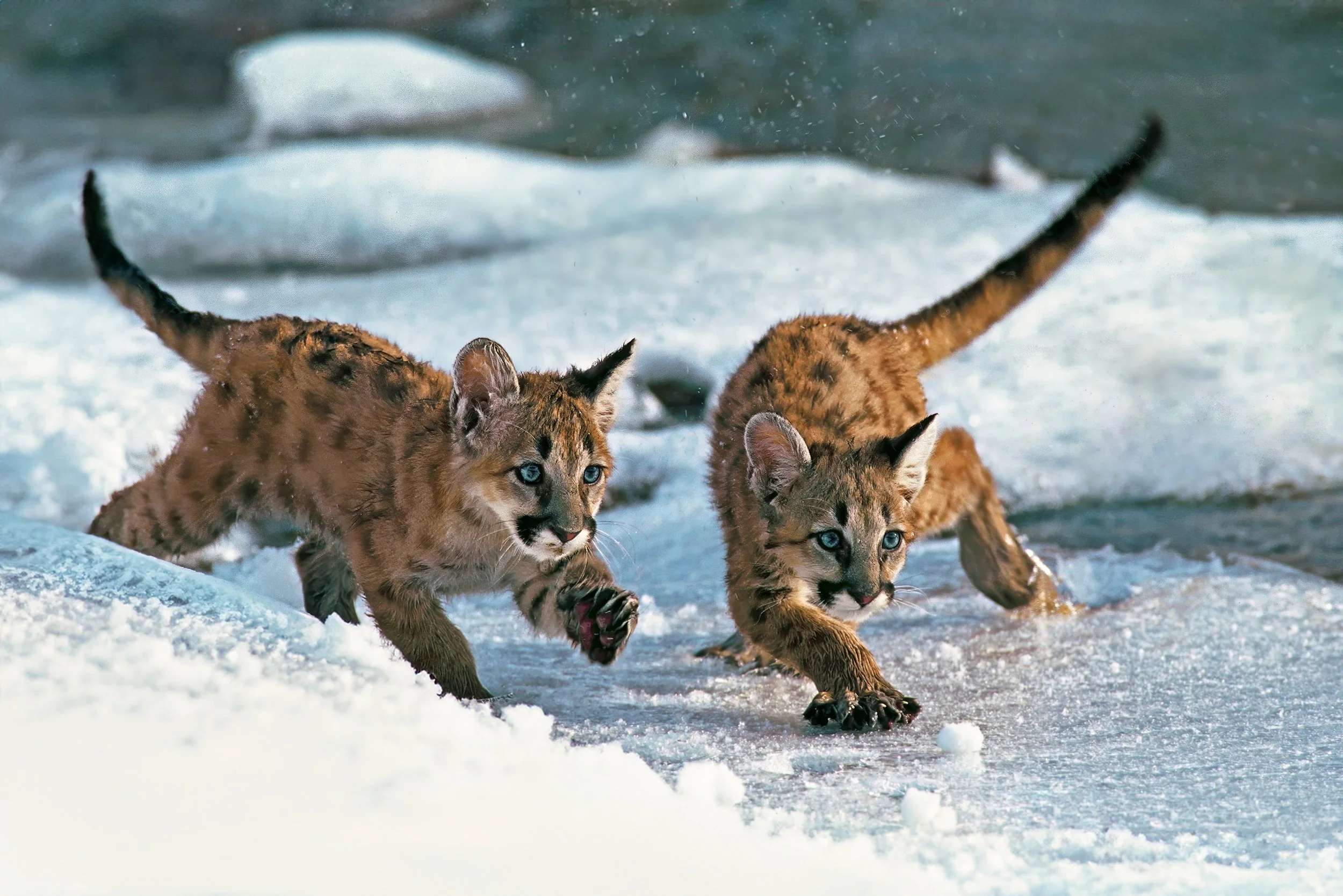 2  color work clone young mtn lion L2ROETZ-013-diisplay jrb 333 .jpg