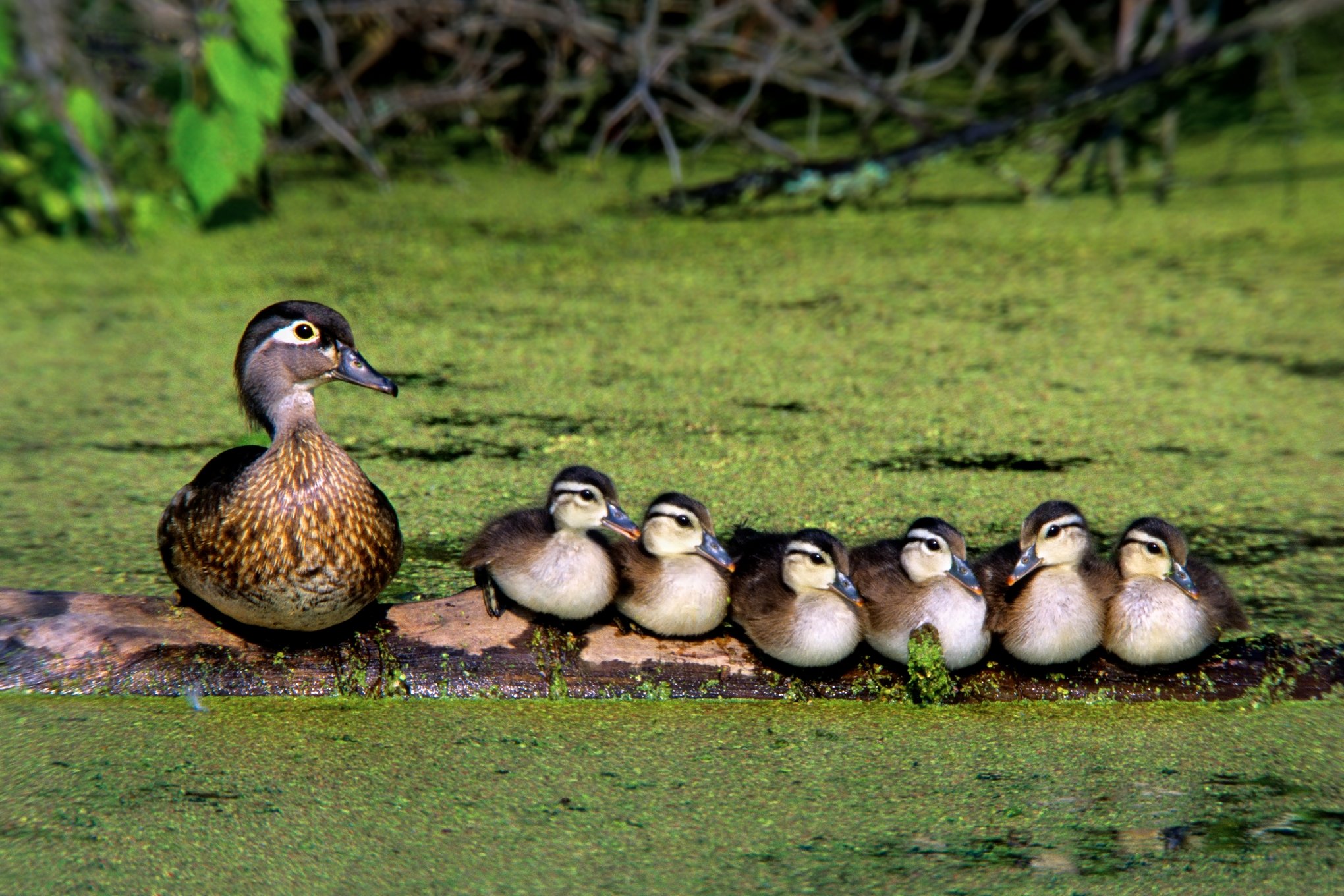 2000 WOOD DUCK SCAN_TIF00021.jpg