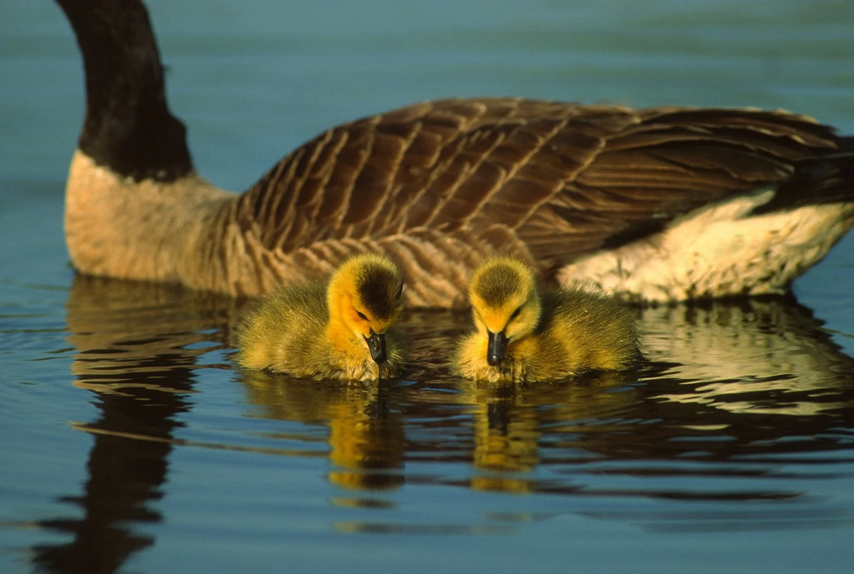 010102  Canada Goose SCAN  088_TIF.jpg