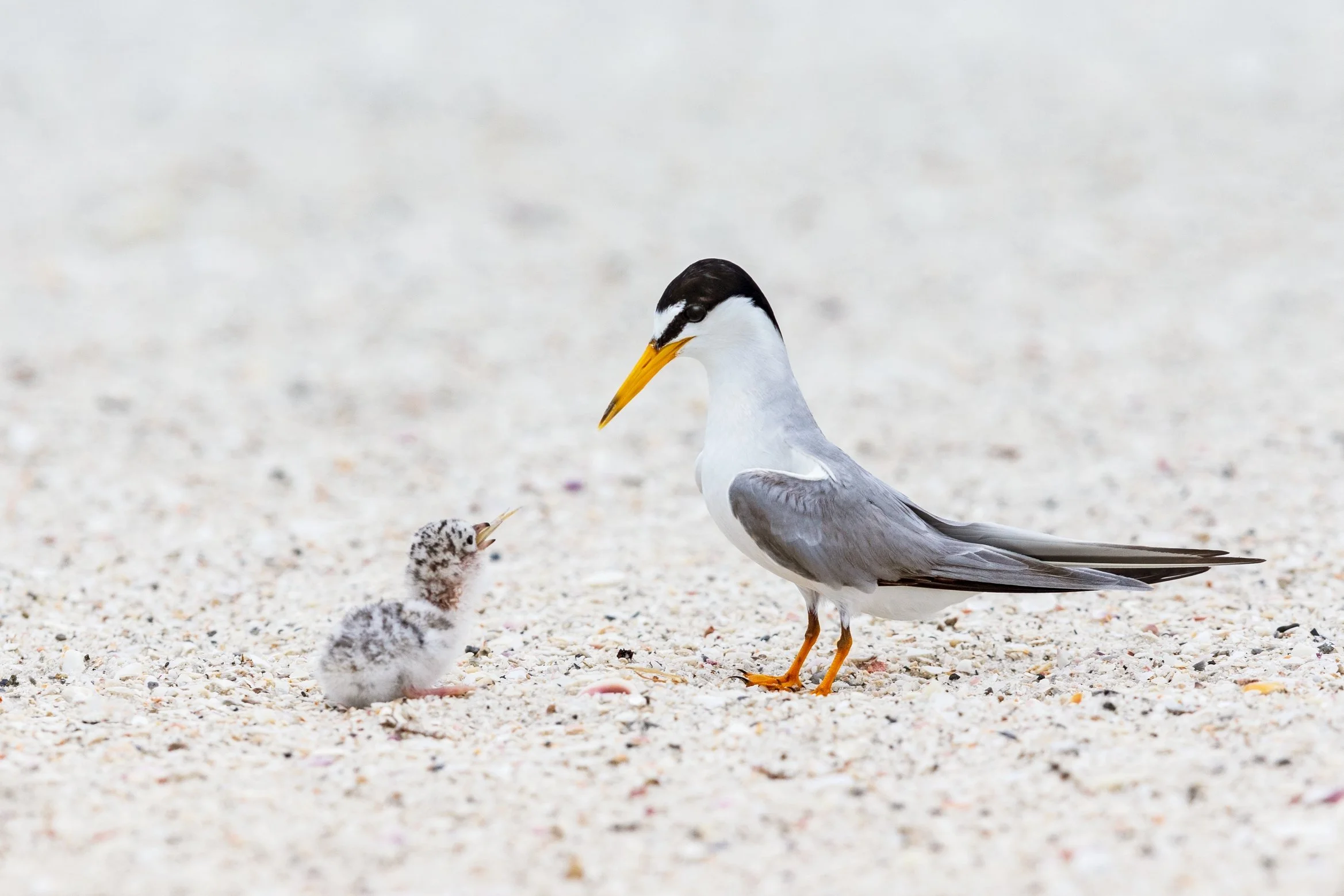 180629_0021 eye shine.jpg