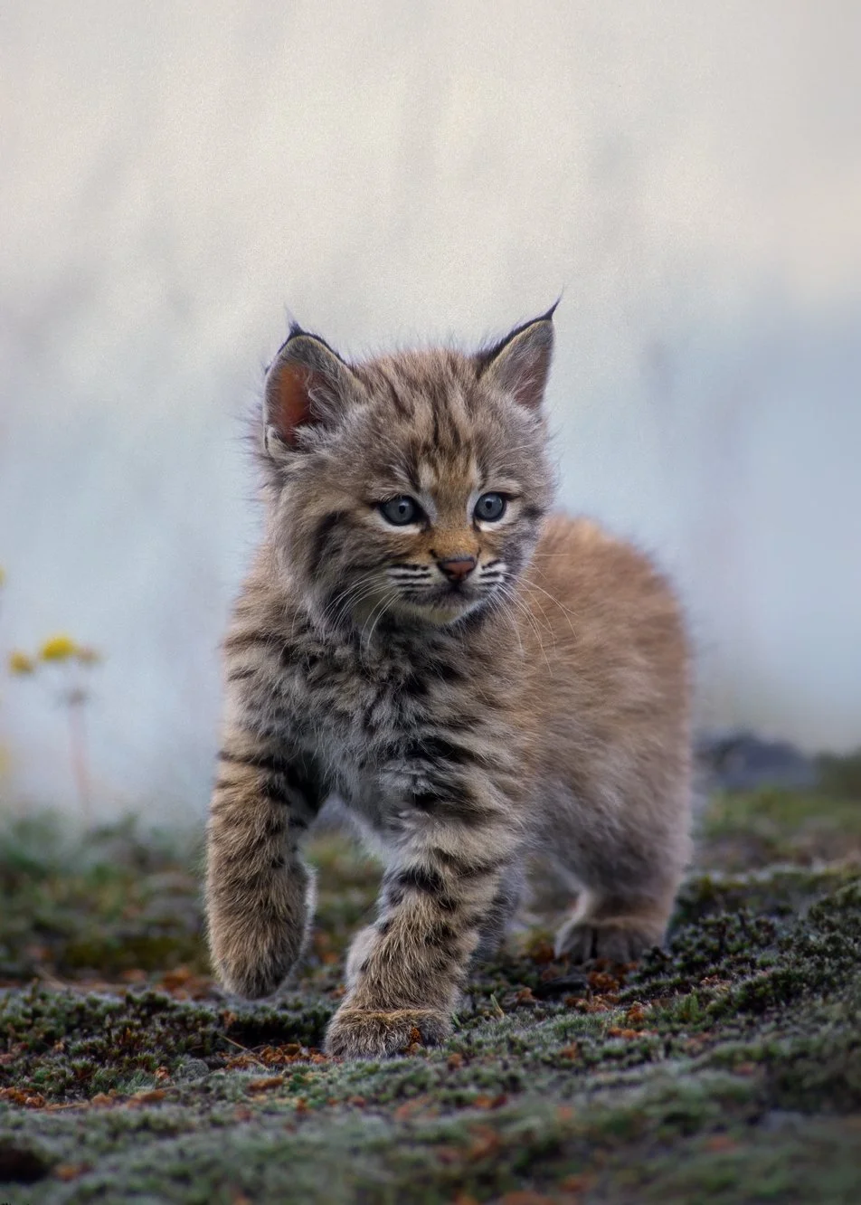 M8-1-14 Bobcat 2025-12-26-03.jpg