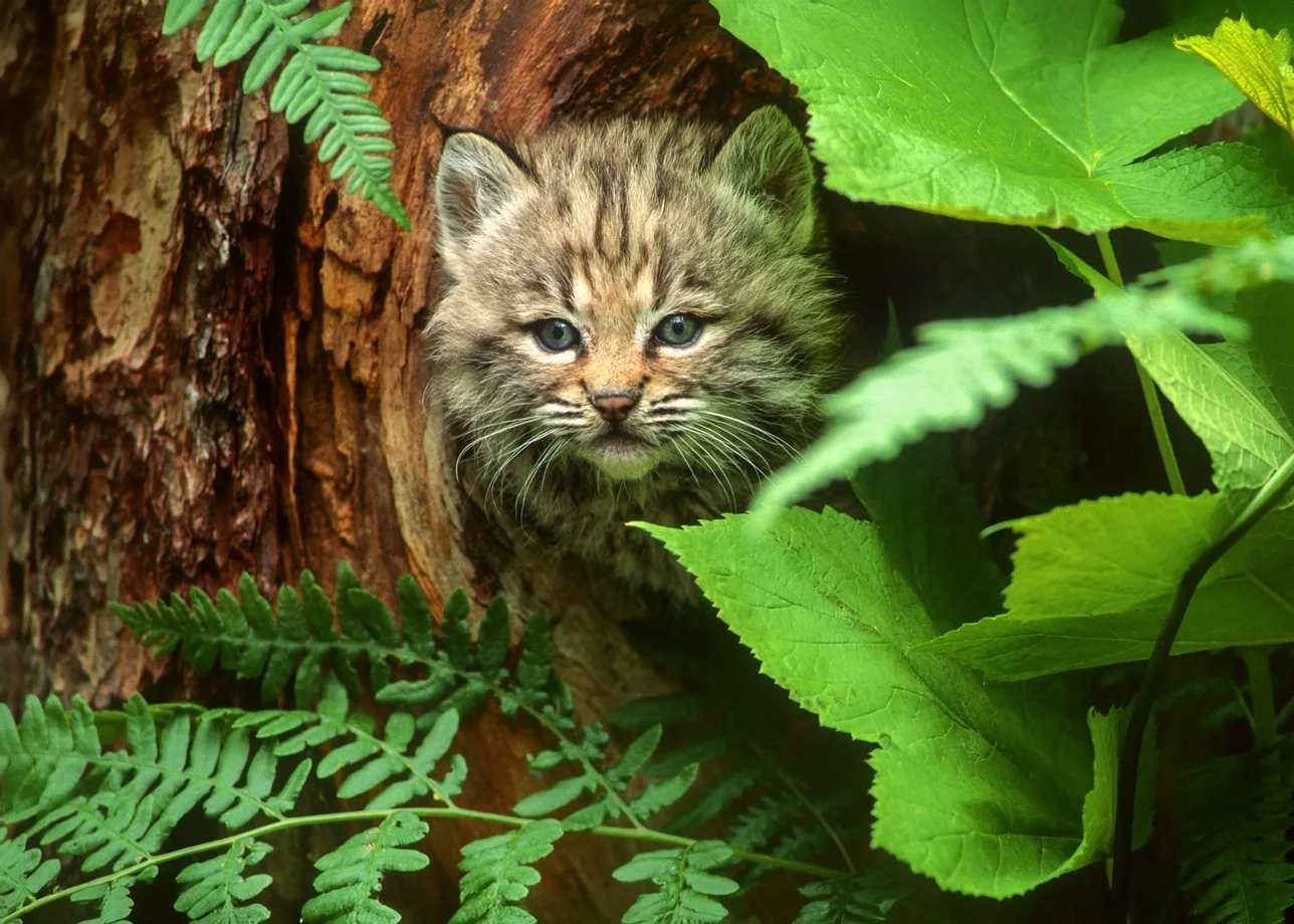 M8-9-3 Bobcat 2025-12-26-02.jpg