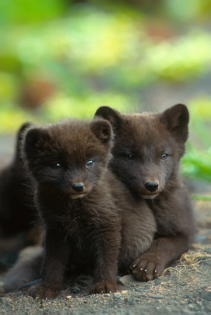 M15-54-11 Arctic Fox  2025-12-28-01-3.jpg