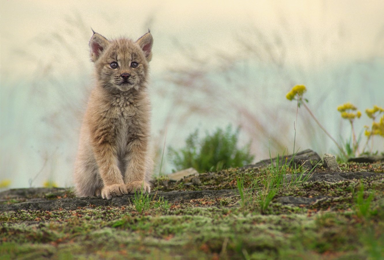 M16-1-13  Lynx  2025-12-28-01.jpg