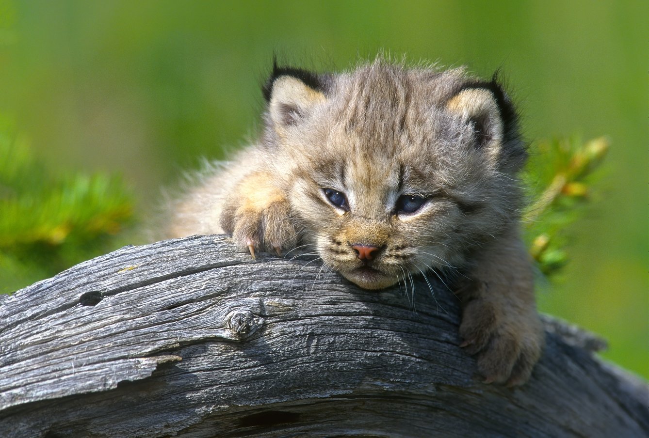 M16-29-11  Lynx  2025-12-28-01.jpg