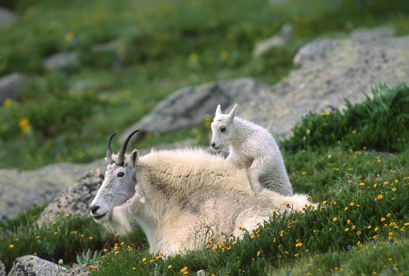 M22-5-8   Mtn Goat  2025-12-28-01.jpg