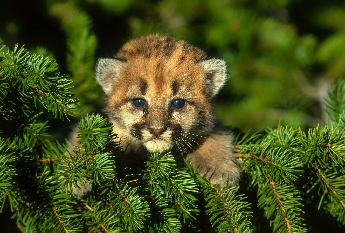 M23-14-13  Mtn Lion 2025-12-28-01.jpg