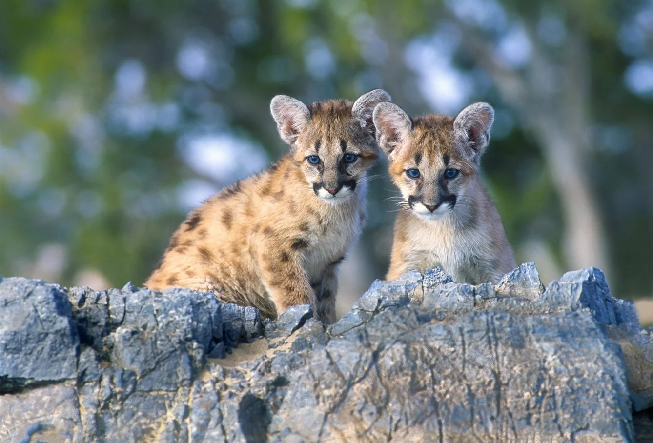 M23-36-1  Mtn Lion 2025-12-28-01.jpg