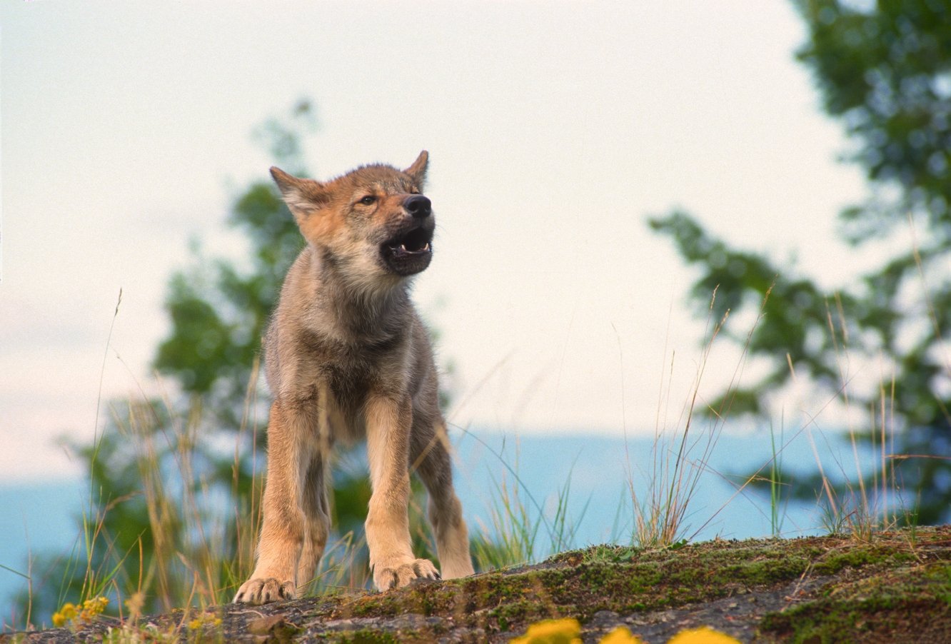 M39-9-12 Wolf  2025-12-28-01.jpg