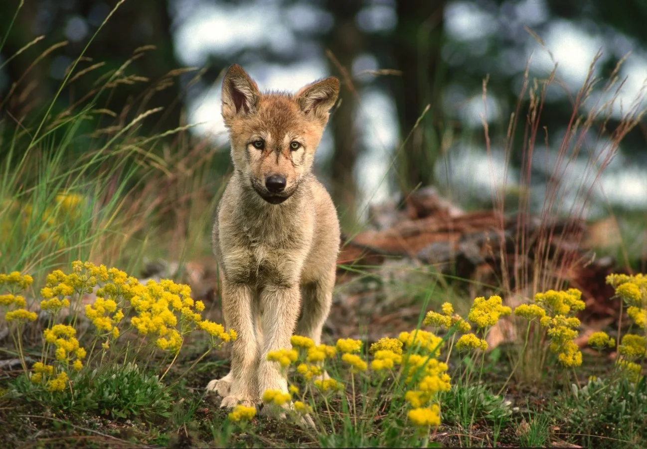 M39-10-17  Wolf  2025-12-28-02.jpg