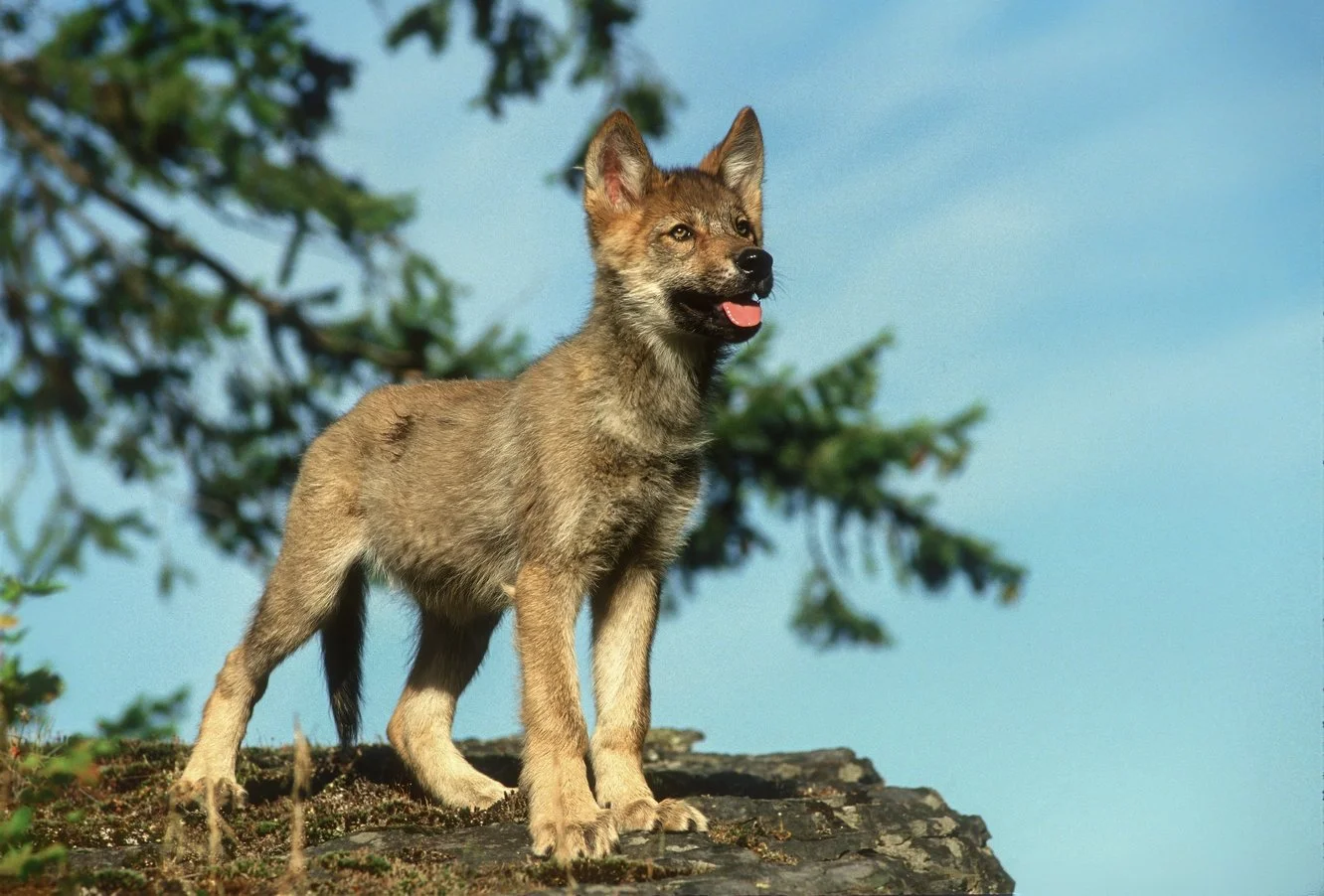 M39-11-8  Wolf  2025-12-28-01.jpg