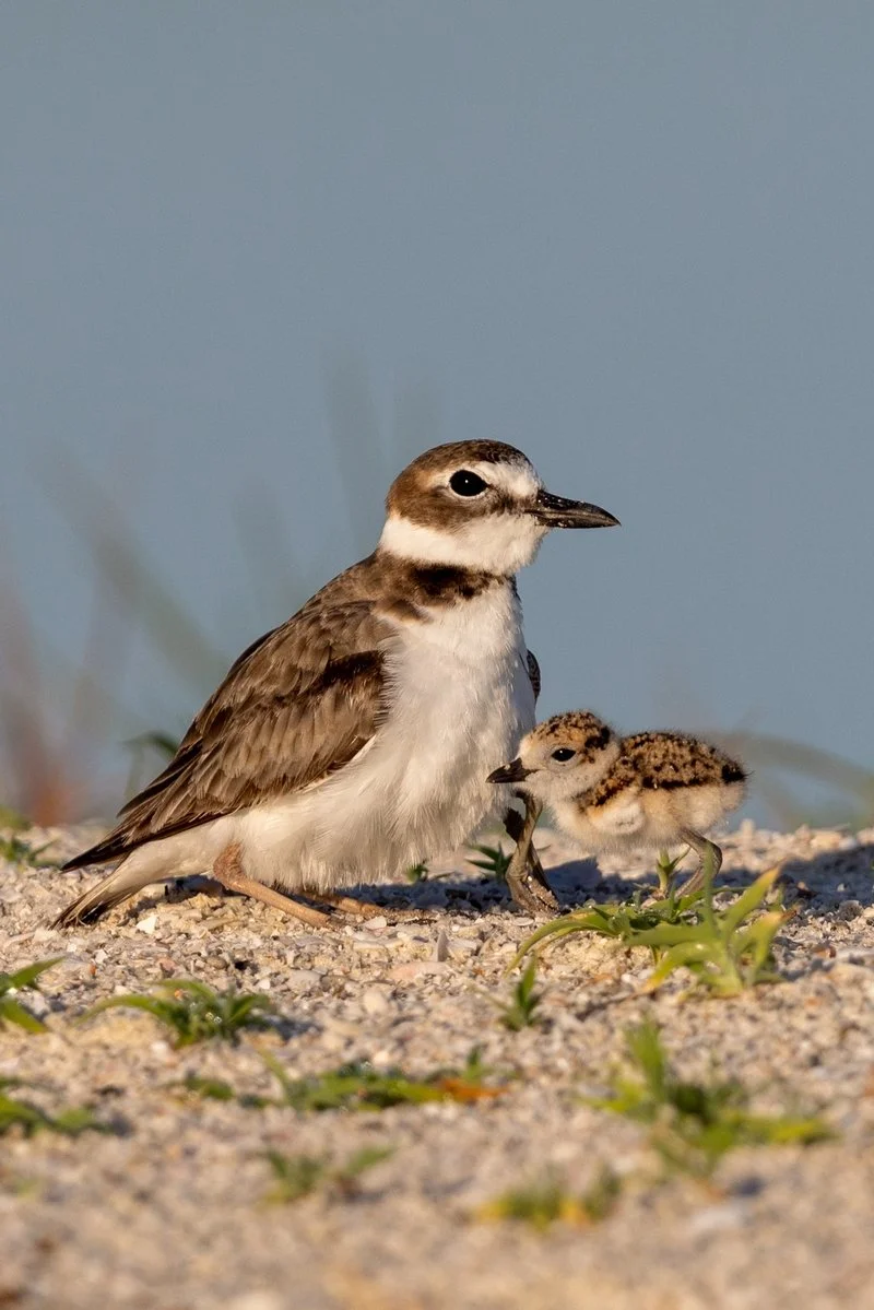 180703_0305 cr V rotate.jpg