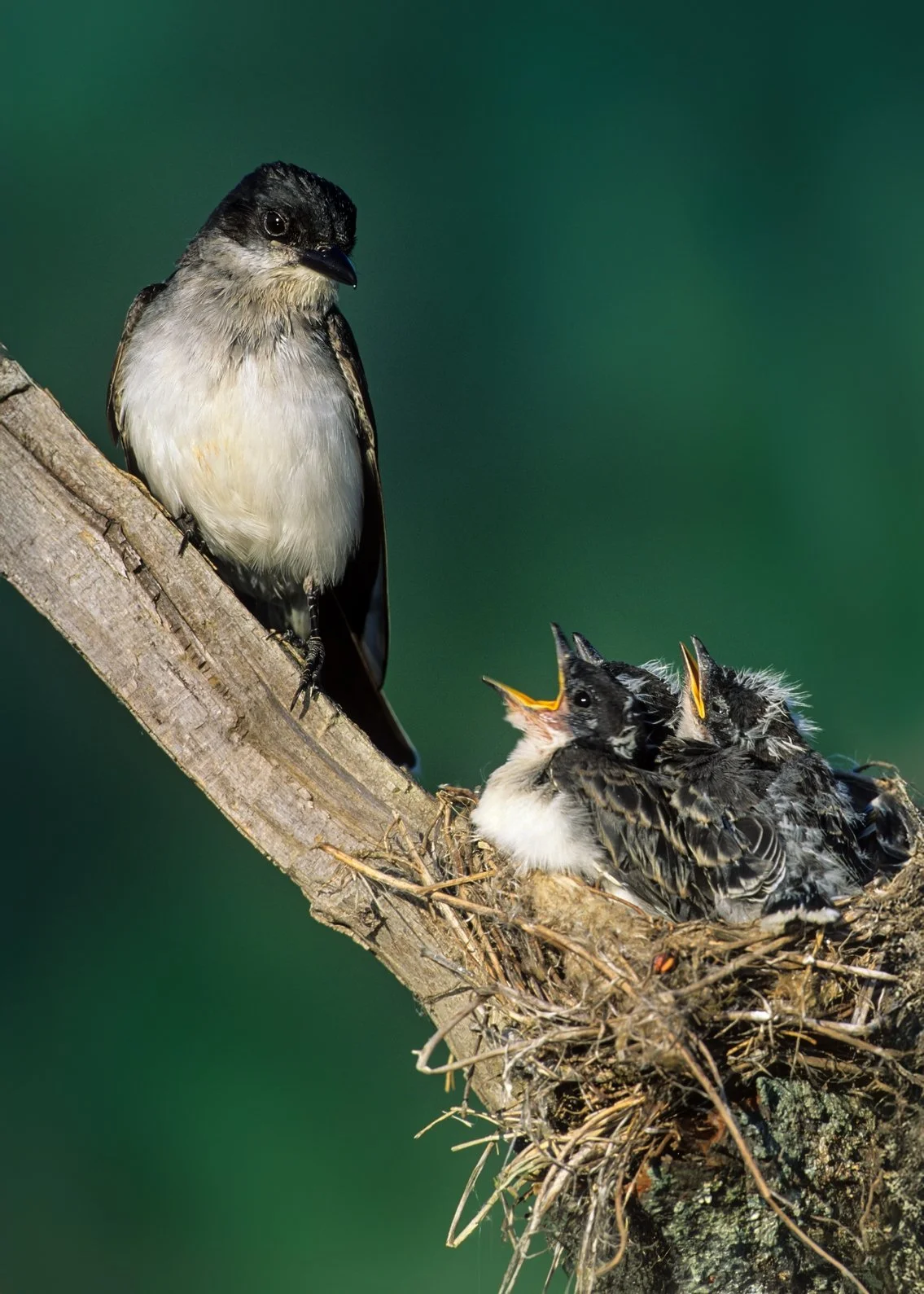 B16-20-12 king bird at nest.jpg