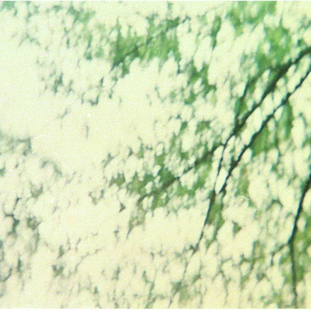 Komorebi, Dalian. Holga film photography by WANRU KEMP