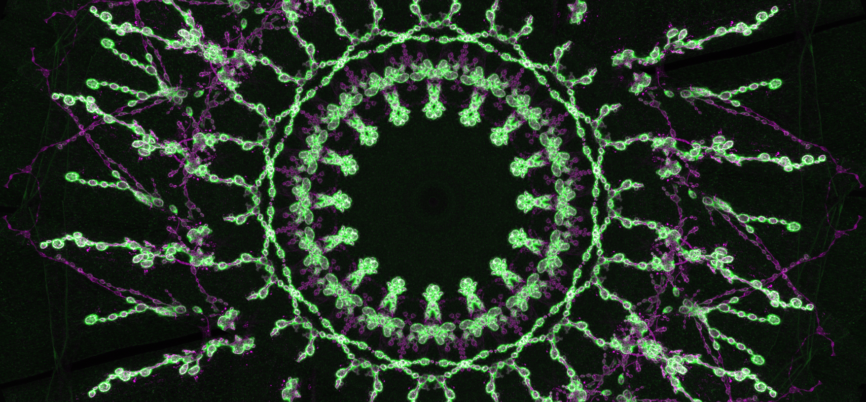 Peripheral Neuron Mandala.jpg