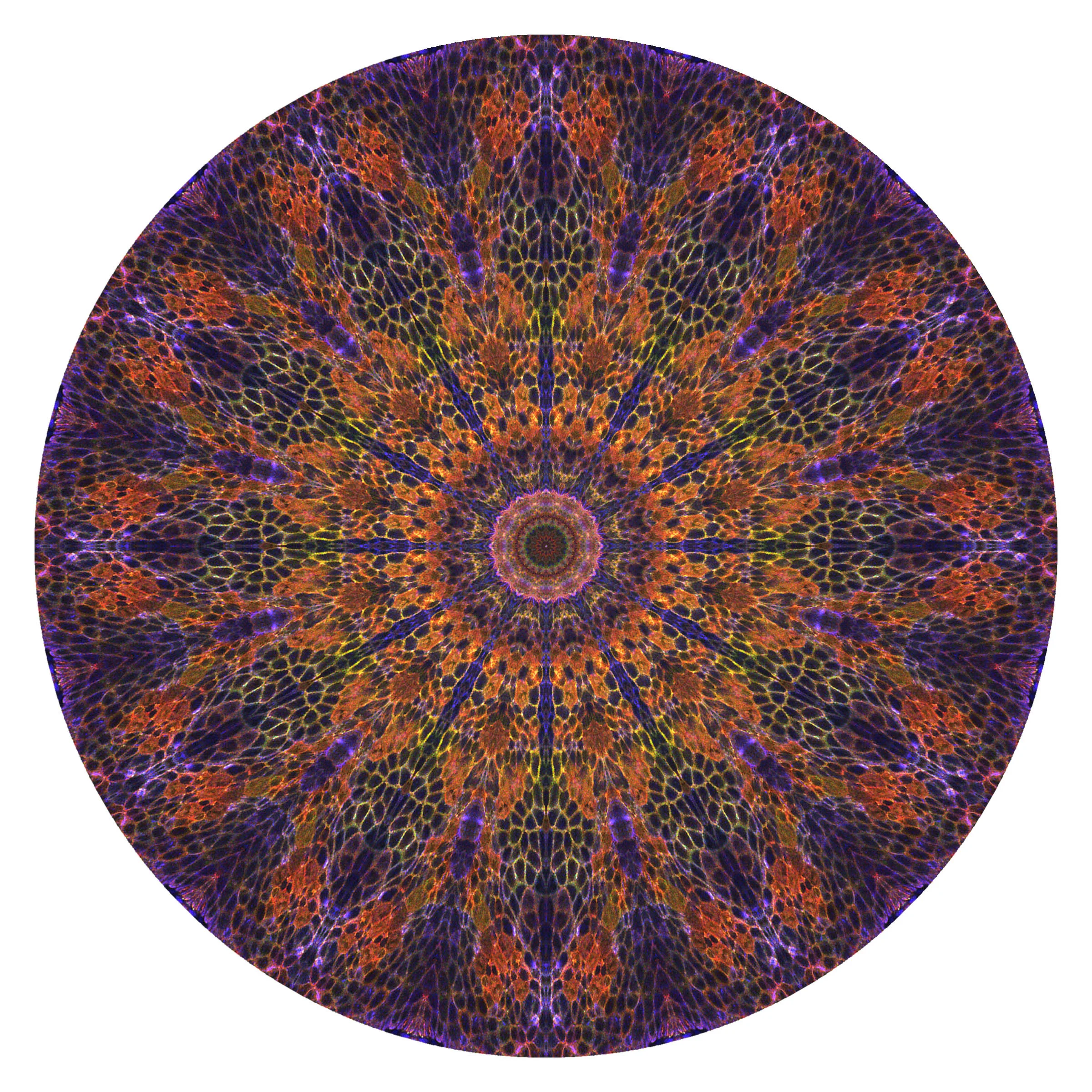 Epithelial Mandala II